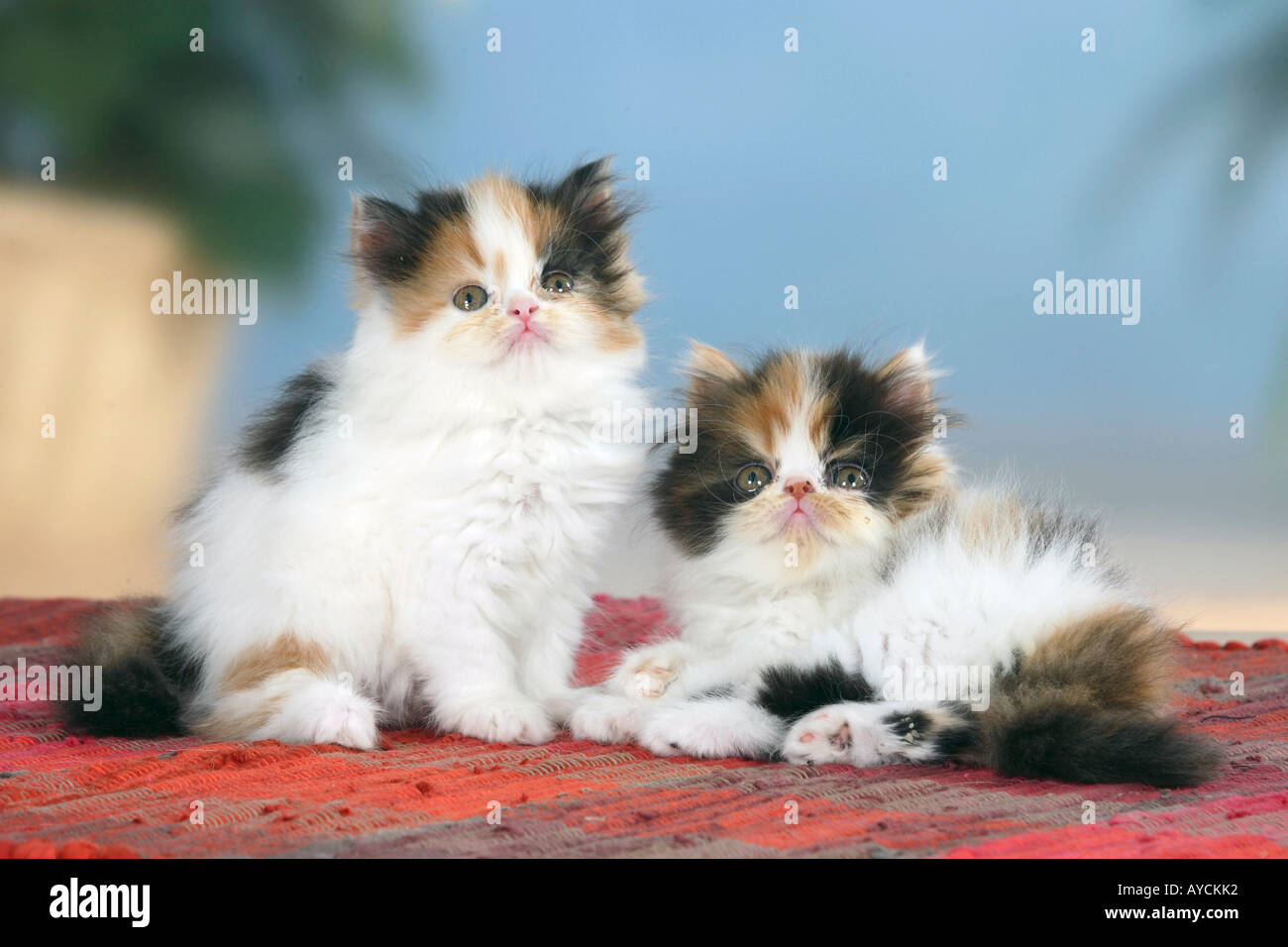 Persian Cats kittens Stock Photo