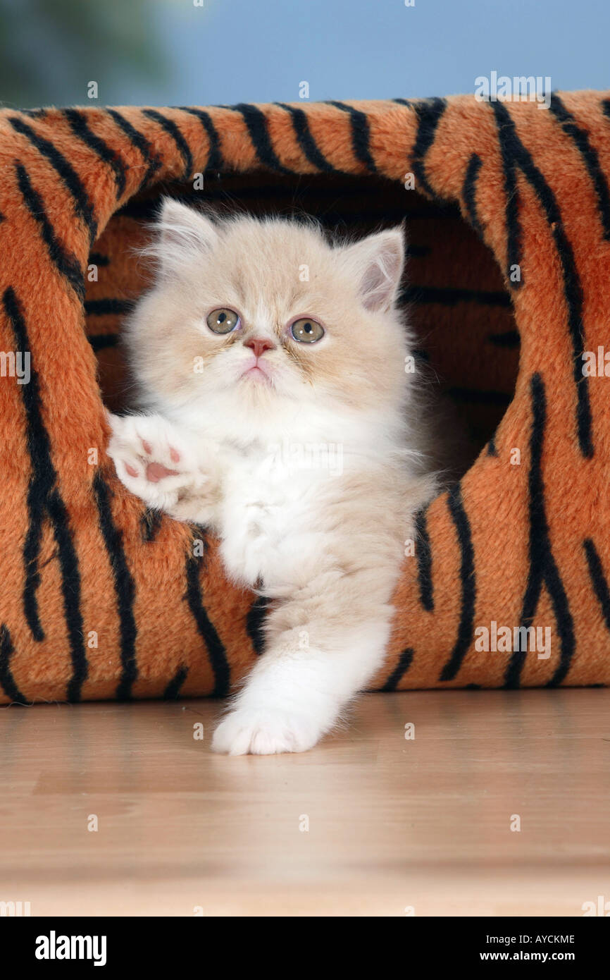 Teacup Persian Cats Full Grown