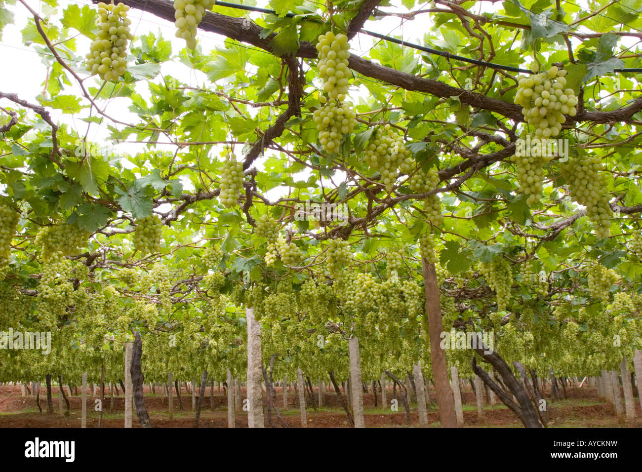 Nandi hills vineyard hires stock photography and images Alamy