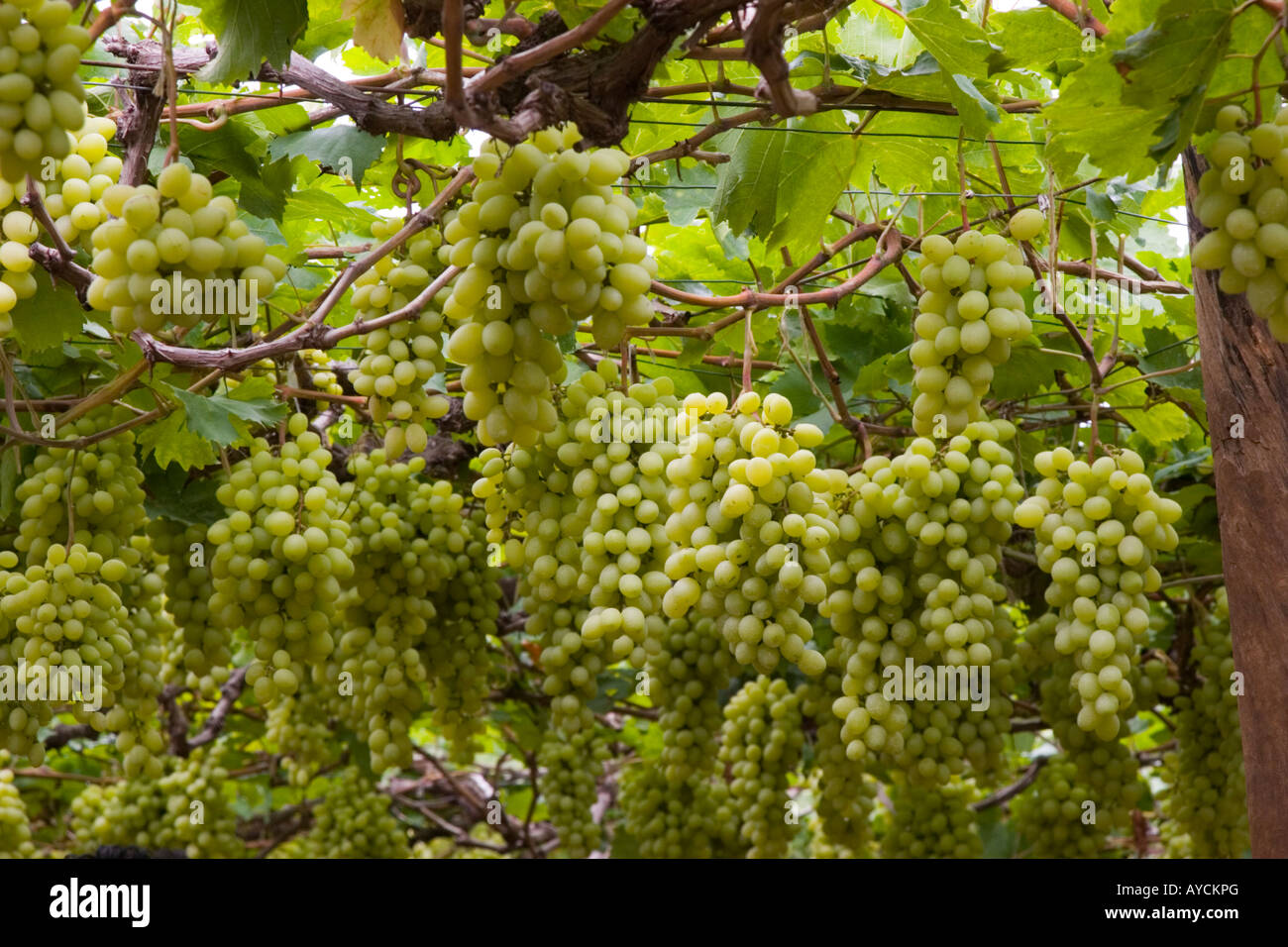 Grapes growing in a vineyard in the Nandi Hills Karnataka India Stock