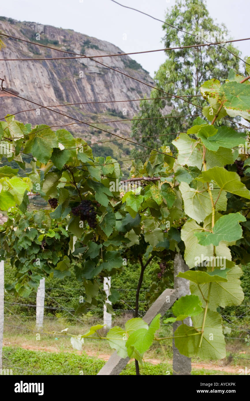 Grapes growing in a vineyard in the Nandi Hills Karnataka India Stock