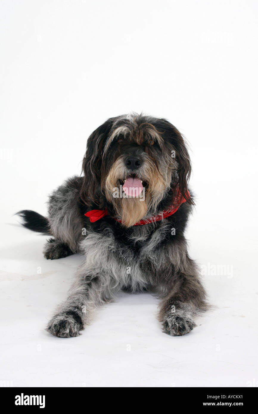 Mixed Breed Dog neckerchief Stock Photo