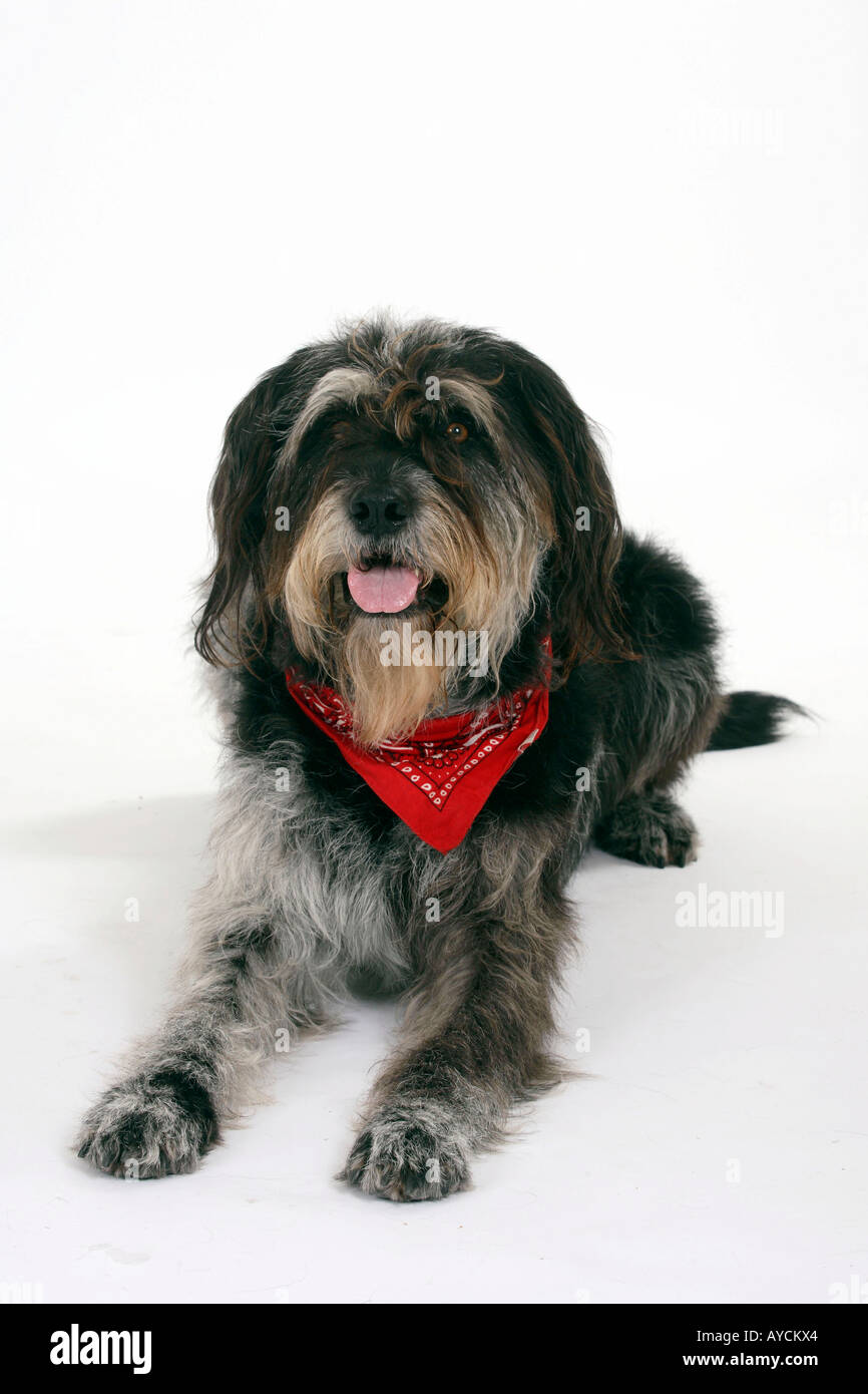 Mixed Breed Dog neckerchief Stock Photo