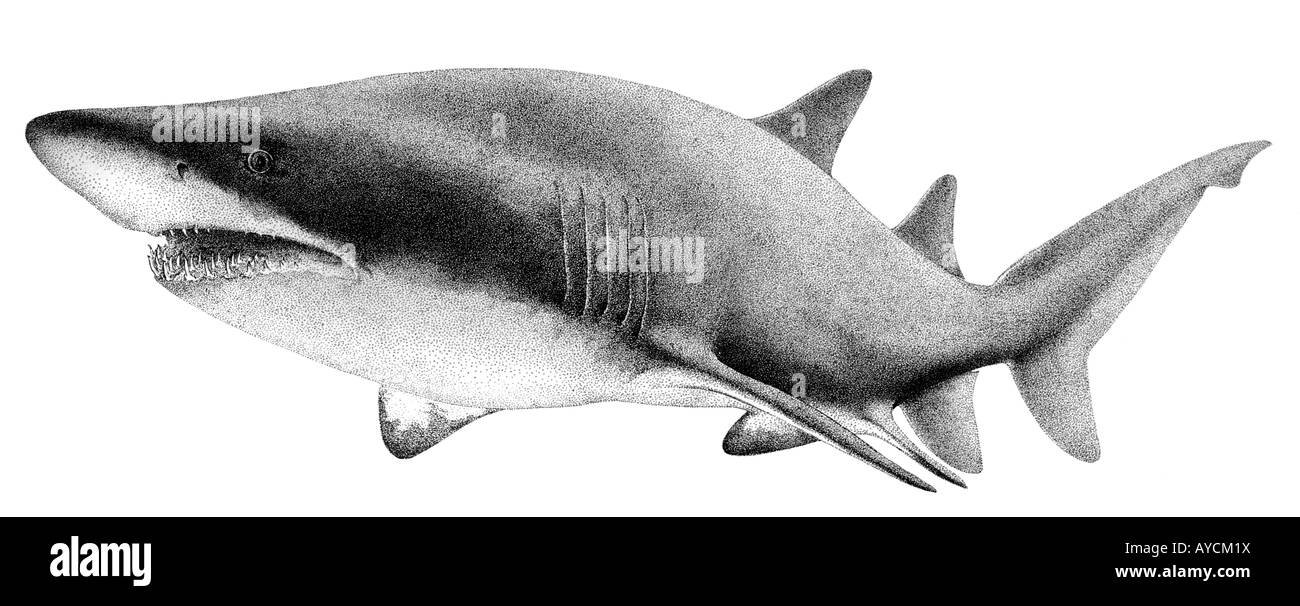 Sand Tiger Shark, Grey Nurse Shark (Odontaspis taurus, Carcharias taurus, Eugomphodus taurus), drawing Stock Photo