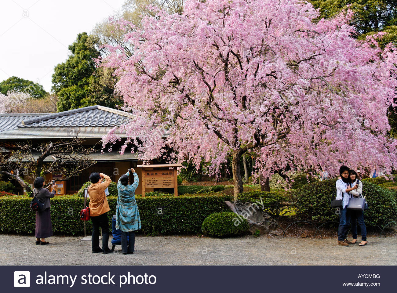 Sakura Friendship Garden Stock Photos Sakura Friendship Garden