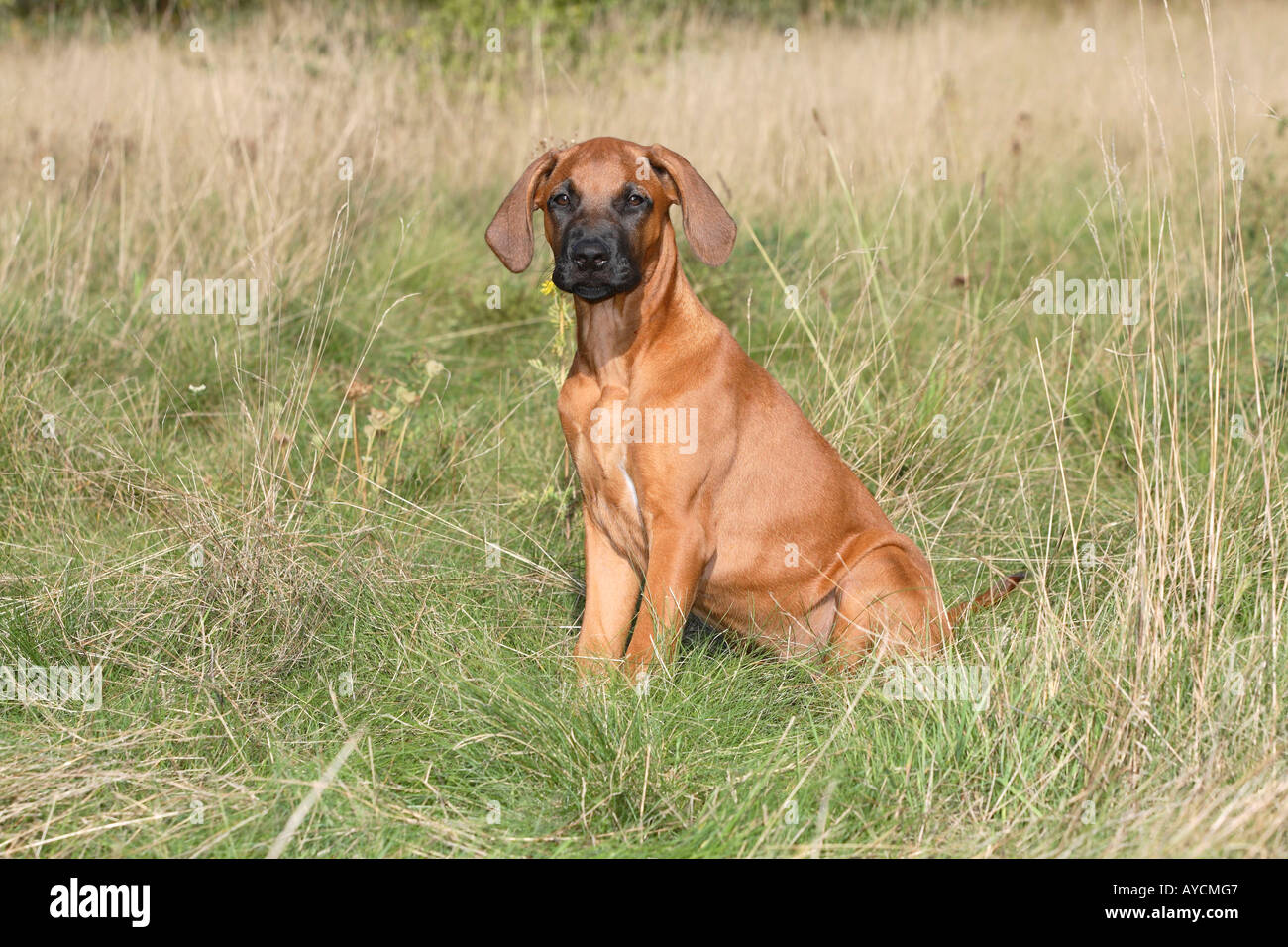 Ridgeback 14 cheap