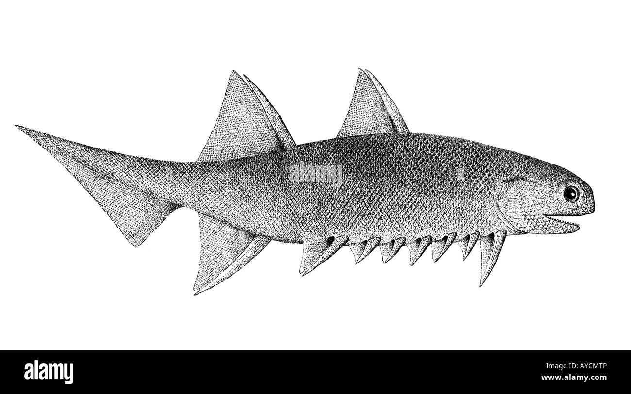 Ancient Spiny Shark, Acanthodii (Climatius reticulatus), drawing. Late Devonian,  380 mill. years ago Stock Photo
