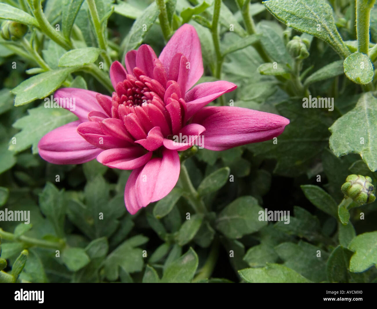 Chrysanthemum flower bud hi-res stock photography and images - Alamy