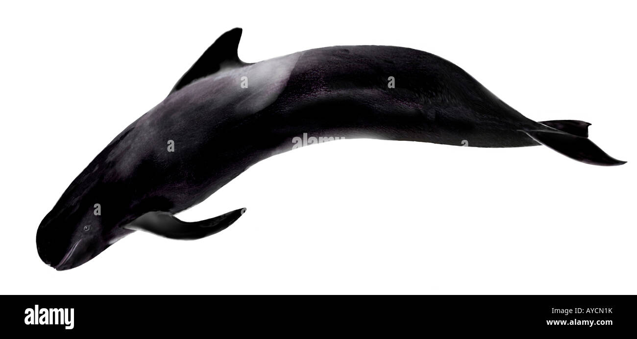 Shortfinned Pilot Whale (Globicephala macrorhynchus), drawing Stock Photo