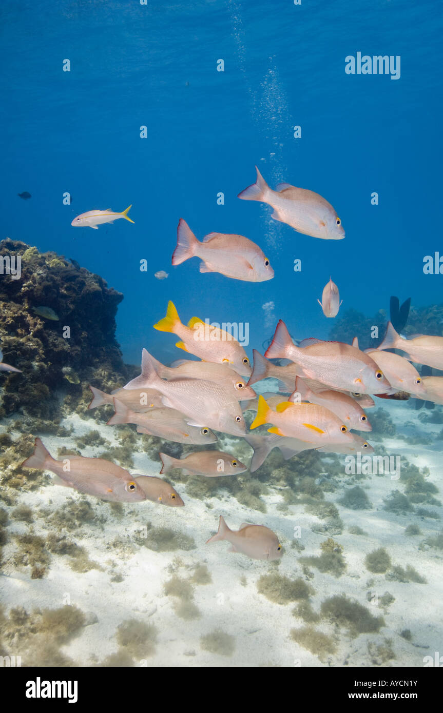 Several Schoolmasters and Mahogany Snappers swim near by a shallow underwater reef. Stock Photo