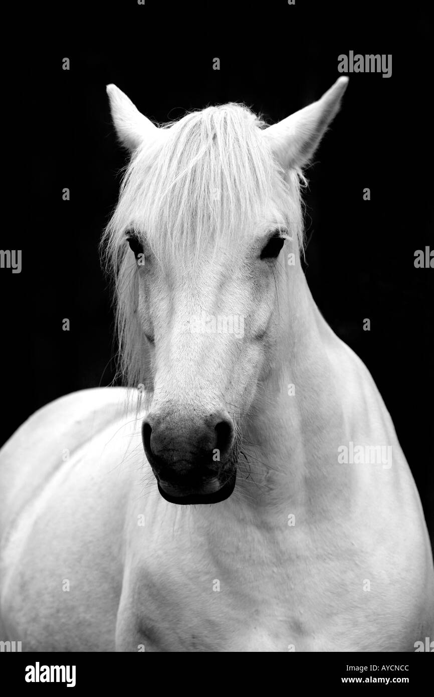 White horse hires stock photography and images Alamy