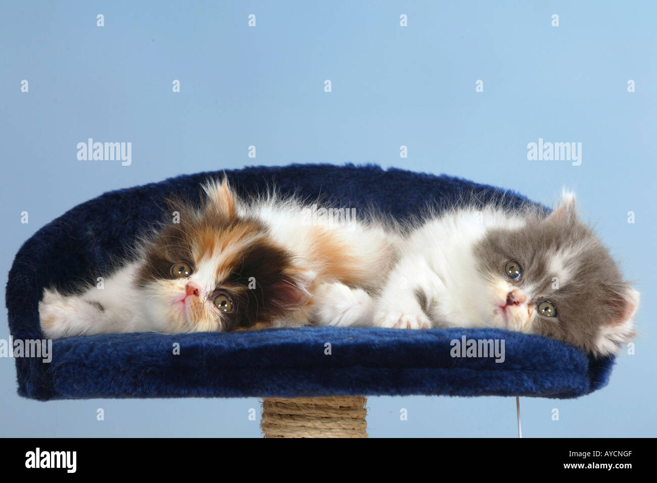 Persian Cats kittens Stock Photo Alamy
