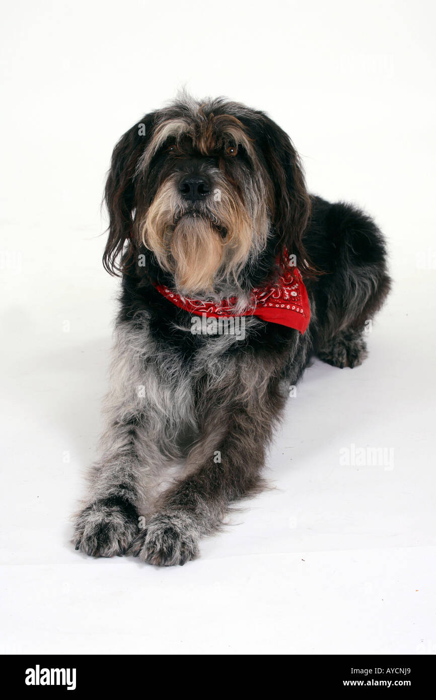 Mixed Breed Dog with neckerchief Stock Photo