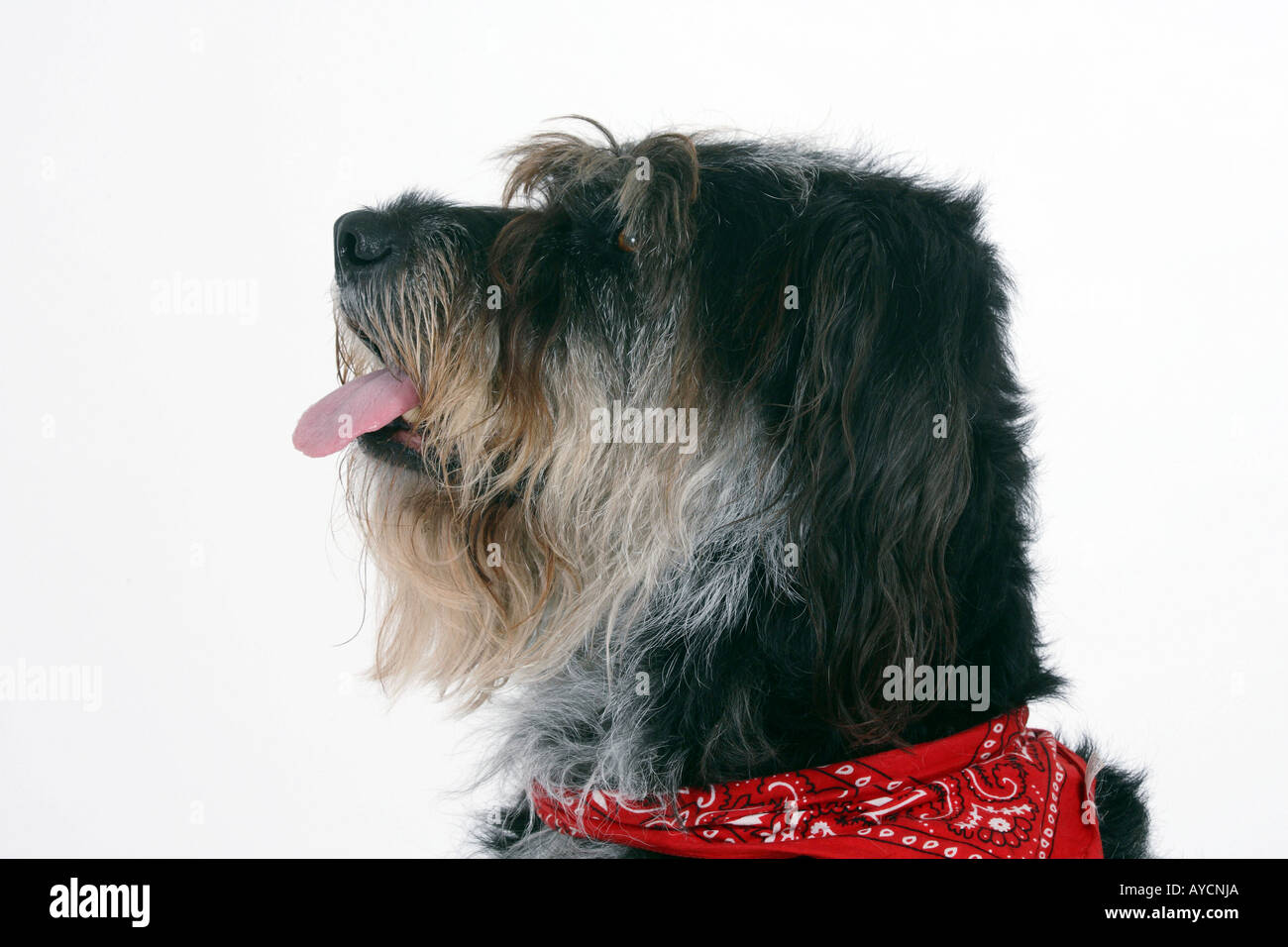 Mixed Breed Dog with neckerchief side profile Stock Photo