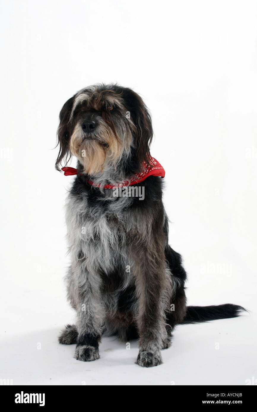 Mixed Breed Dog with neckerchief Stock Photo