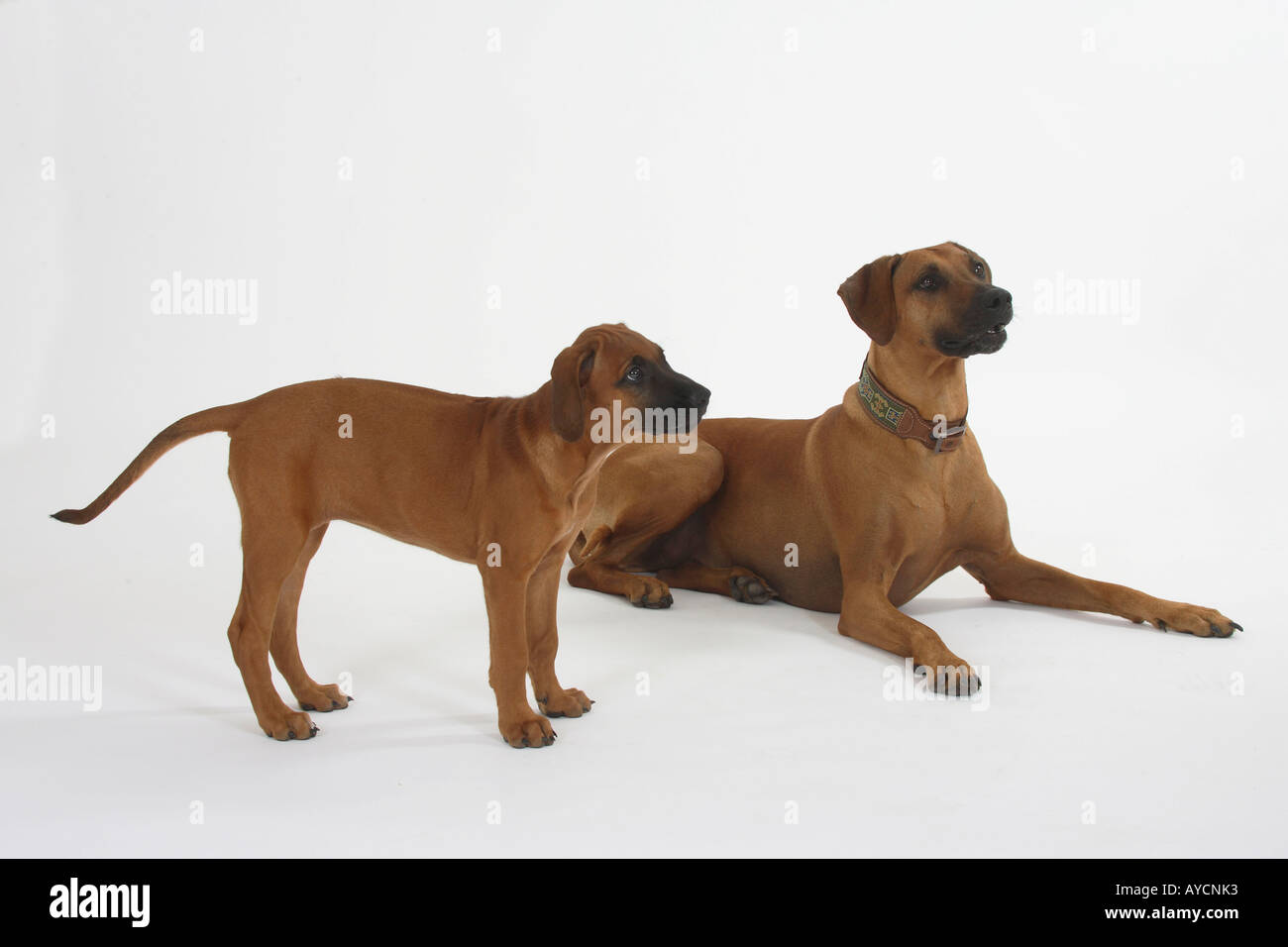 10 Rhodesian Ridgeback Rhodesian Ridgeback with puppy 10 weeks Stock Photo - Alamy