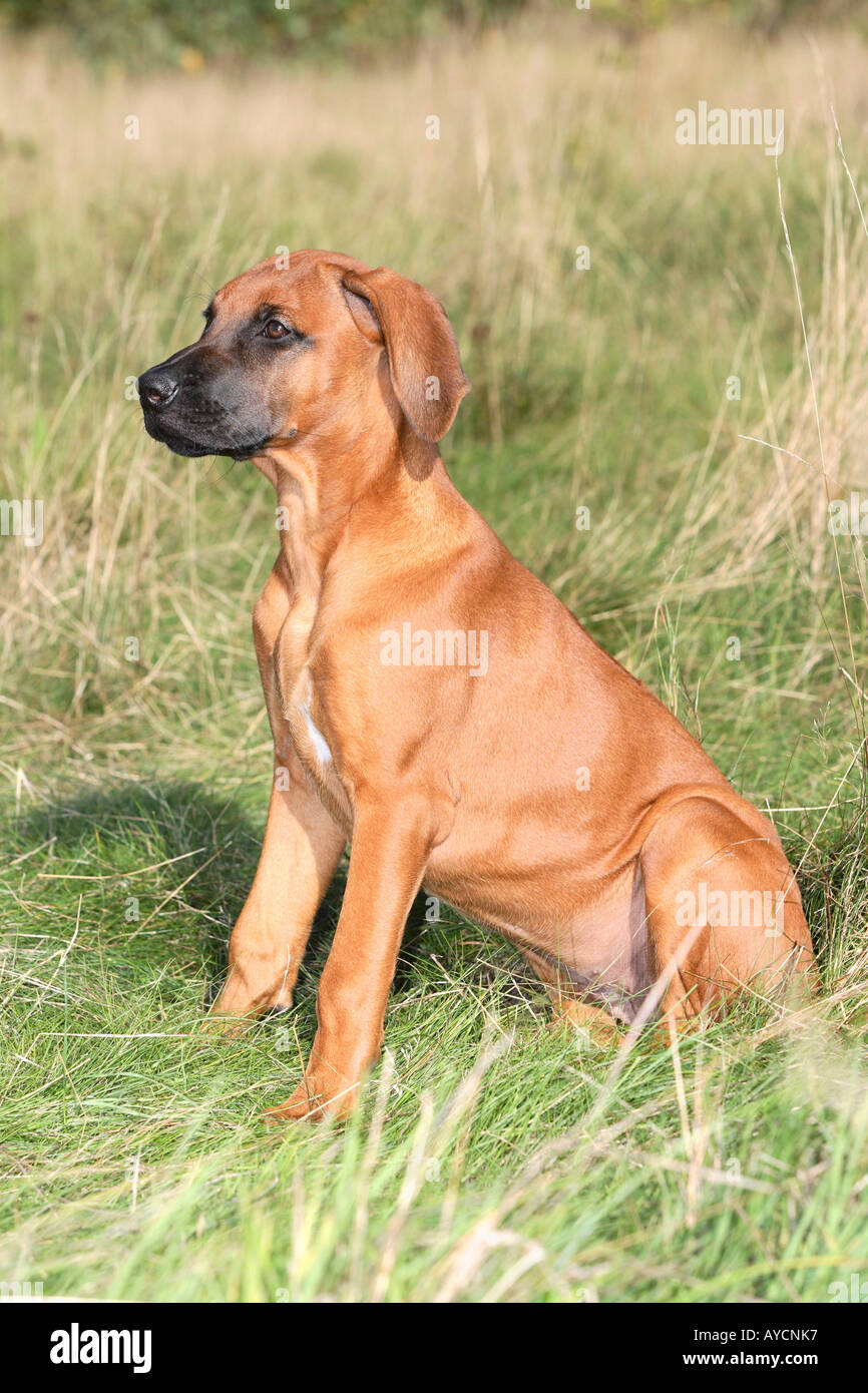 Ridgeback 14 deals