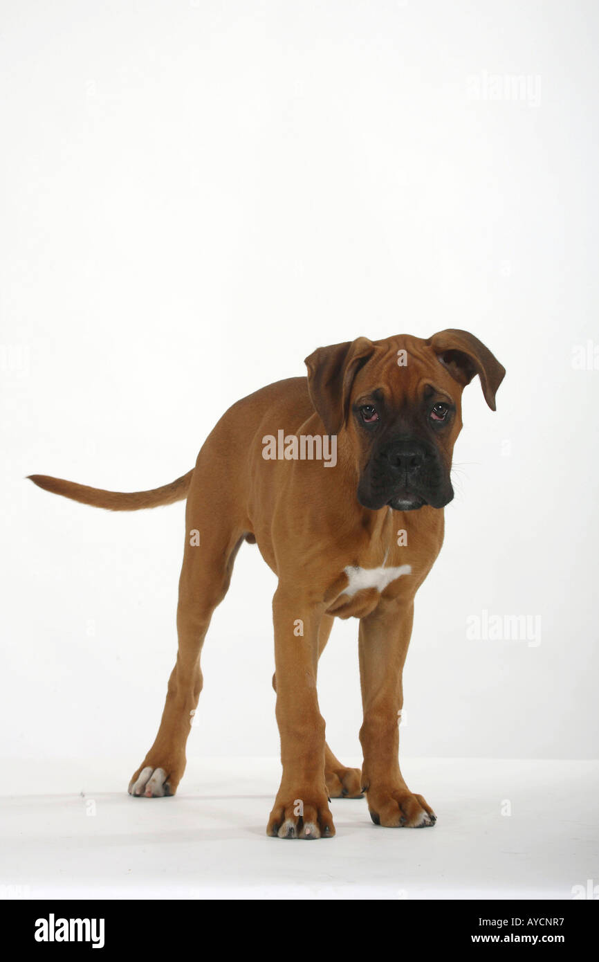 German Boxer Puppy On White Stock Photo - Download Image Now - Sadness,  Dog, Puppy - iStock