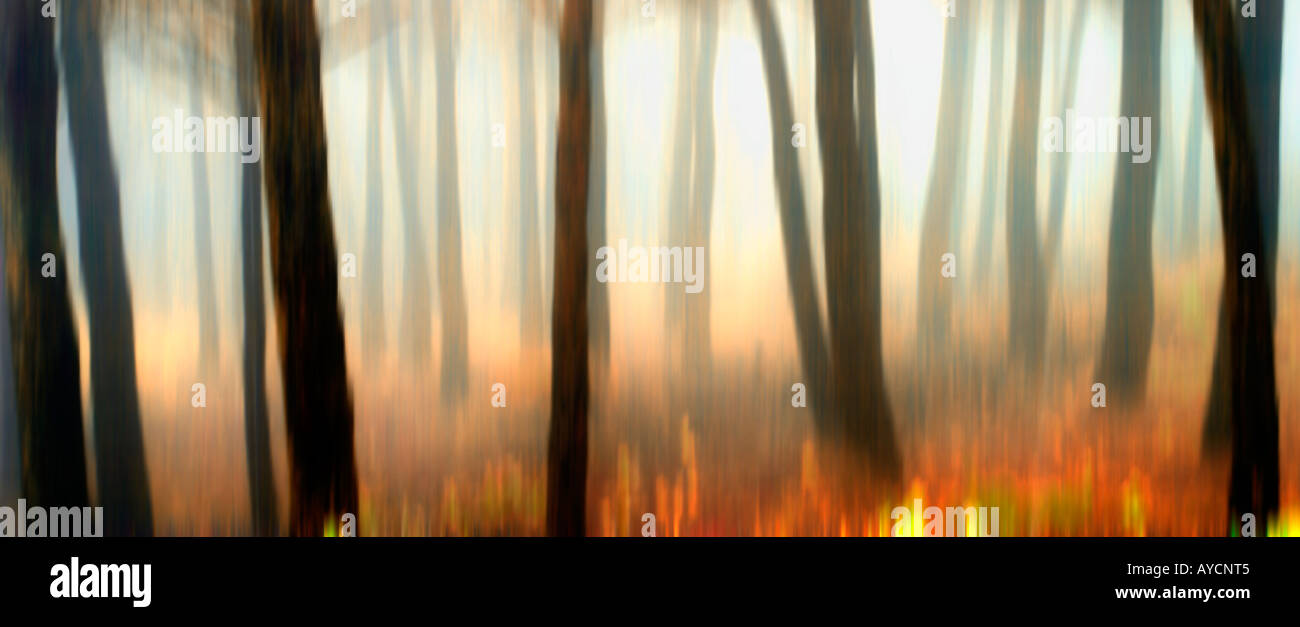 Digital Autumn Mist ( Digital Process ) Stock Photo