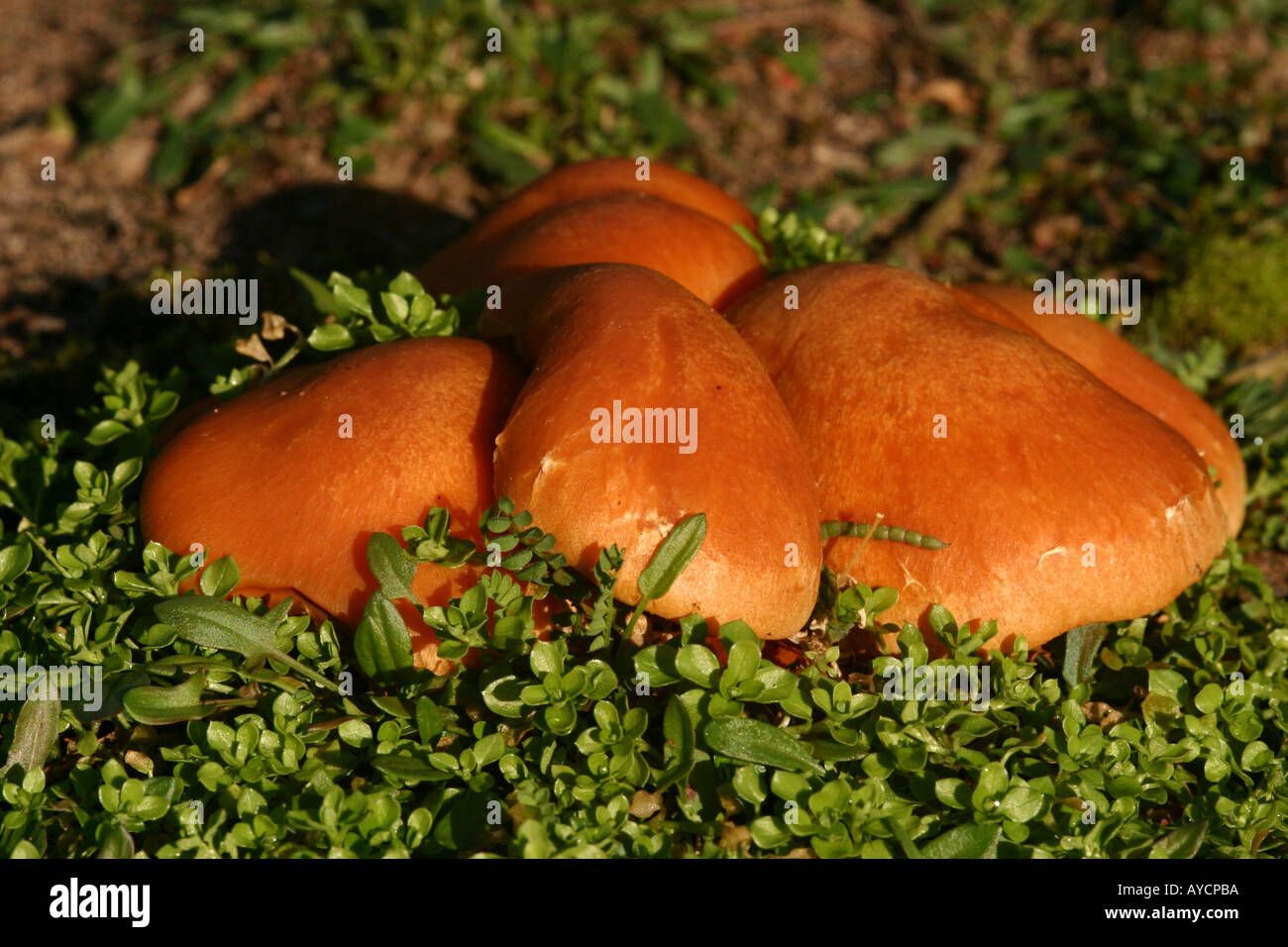 Cortinarius speciosissimus fungi in moss under pine trees scotland Stock Photo