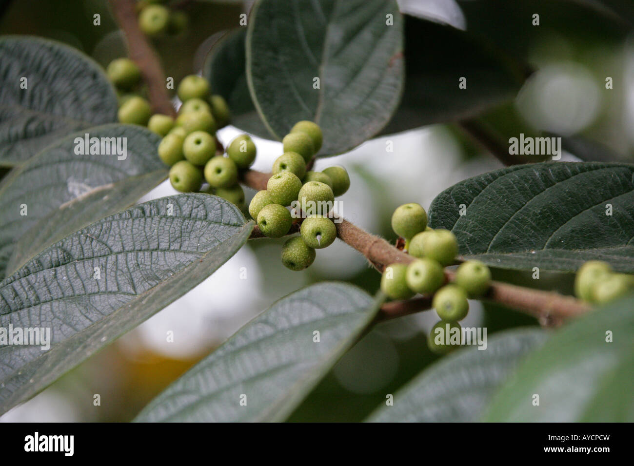 Shaggy Leaf Fig or Shaggy-leaved Fig, Ficus villosa Moraceae Fig Unripe Fruit Sabah Borneo South East Asia Stock Photo