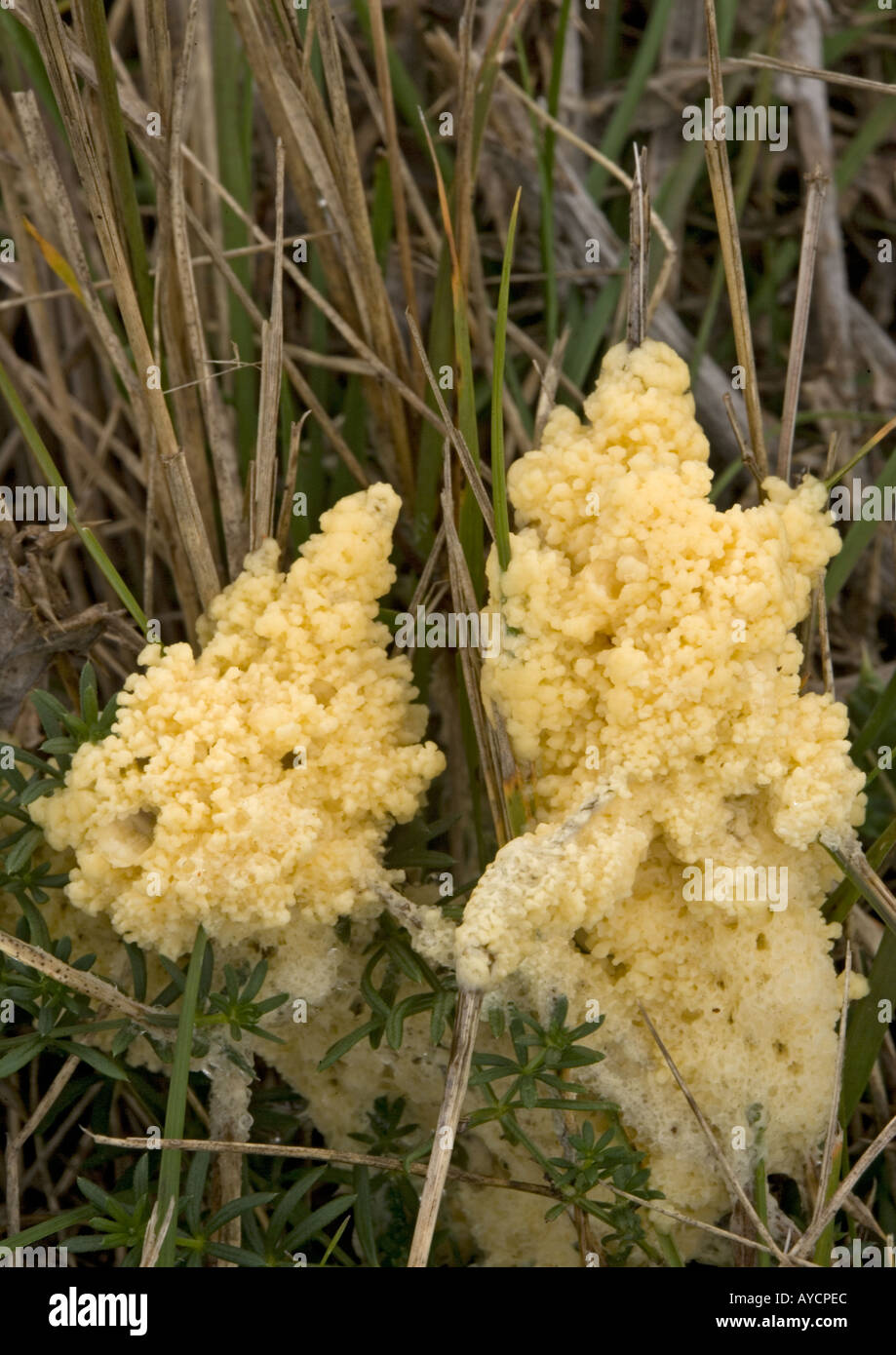 A slime mould Stock Photo