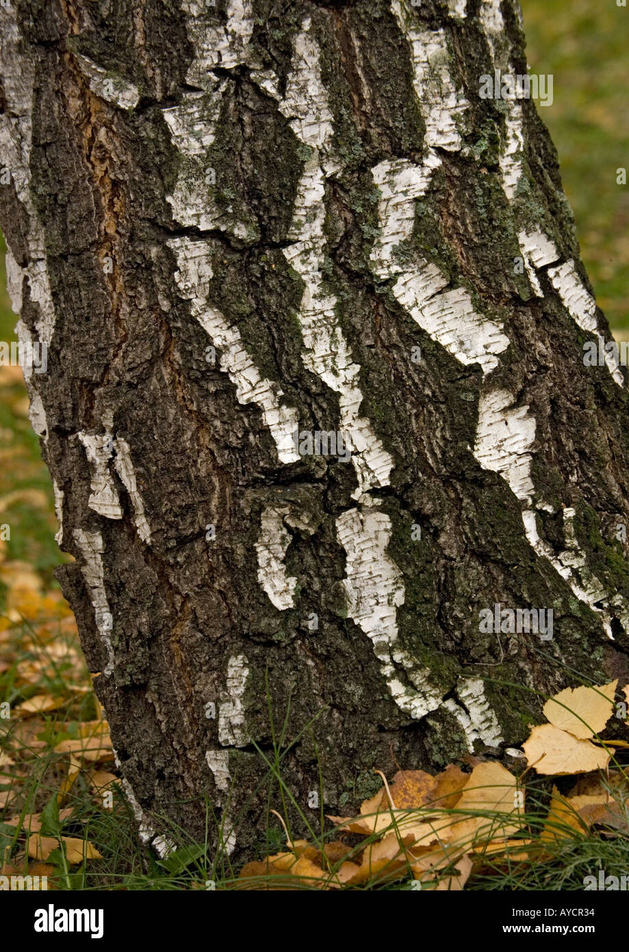 Silver birch Betula pendula bark in autumn Stock Photo - Alamy
