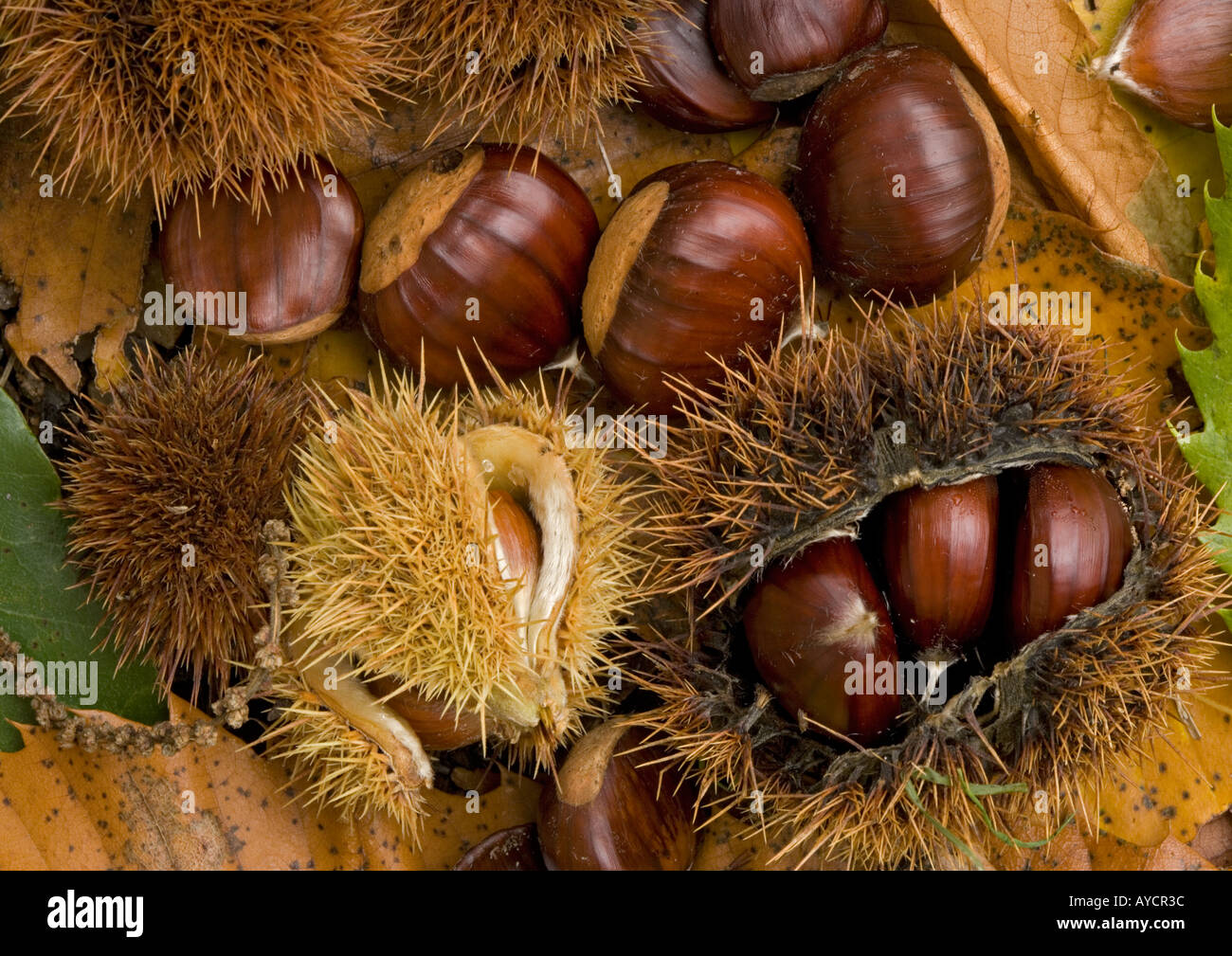 Sweet chesnut in autumn (Castanea sativa)  Fallen chesnuts Stock Photo