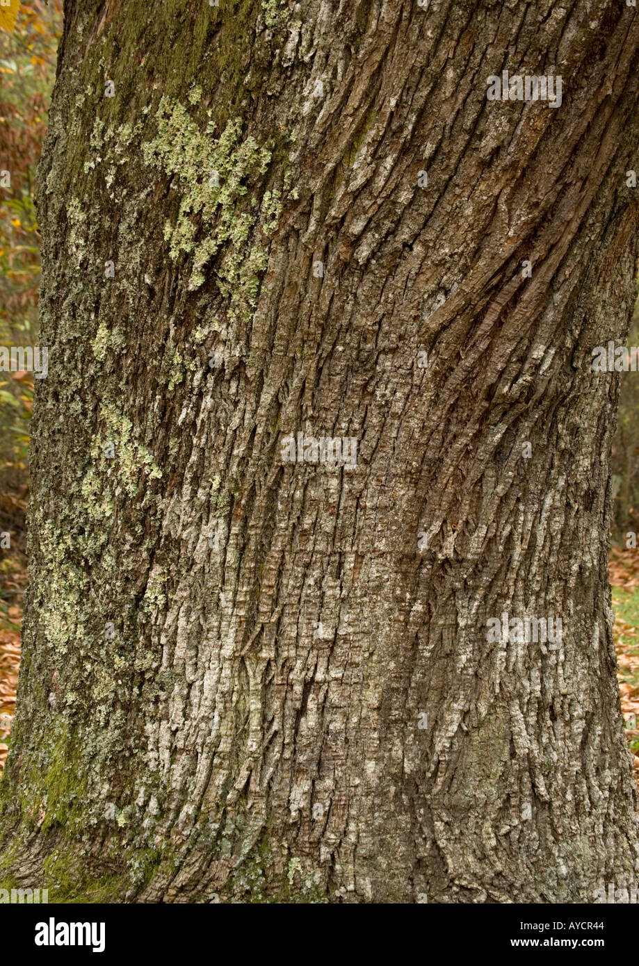 Sweet chesnut (Castanea sativa) in autumn bark of old tree Stock Photo