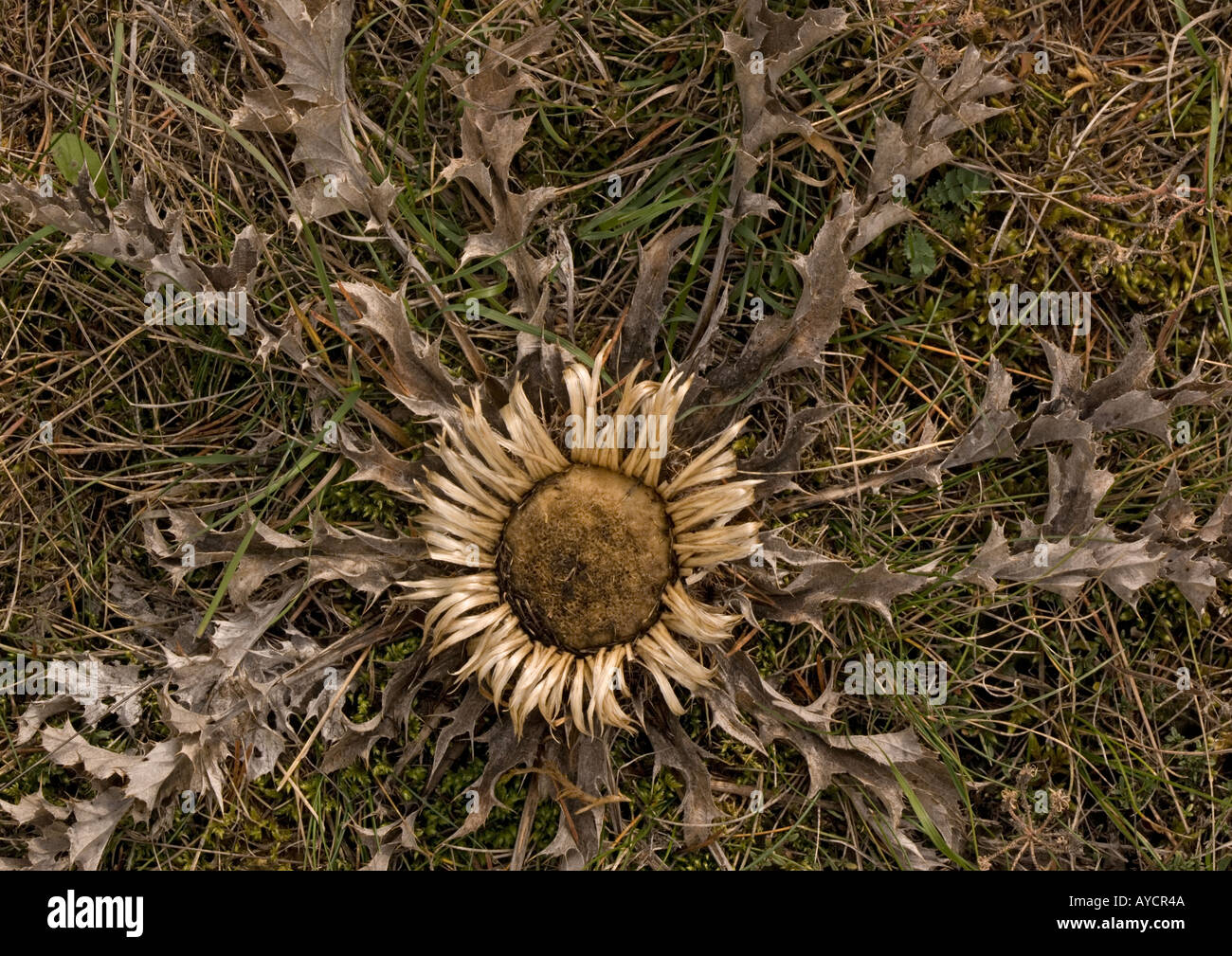 A stemless carline thistle widely used as a good luck charm hung on doors Stock Photo