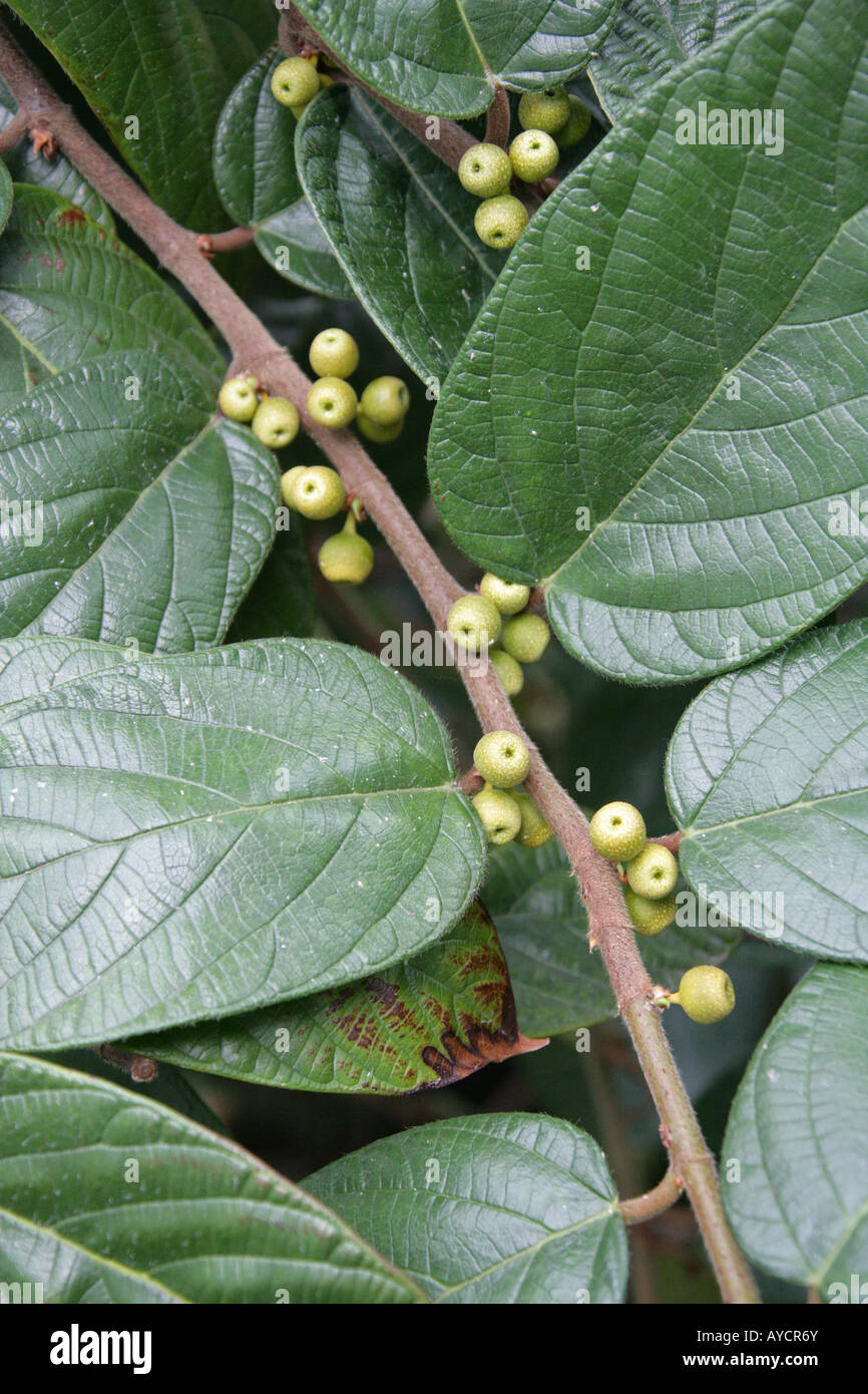 Shaggy Leaf Fig or Shaggy-leaved Fig, Ficus villosa Moraceae. Unripe Fruit Sabah Borneo South East Asia Stock Photo