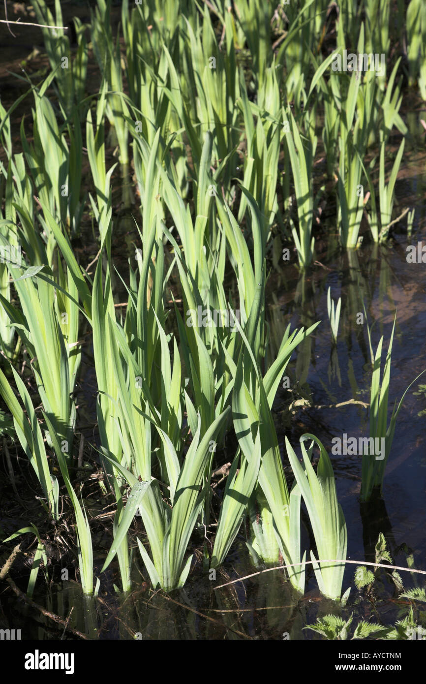 Water iris leaves growing in water early spring Stock Photo Alamy