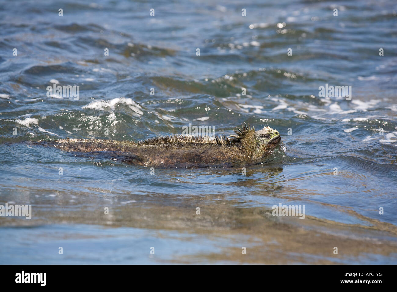 Marine iguana approaching the shore of Isabela Stock Photo