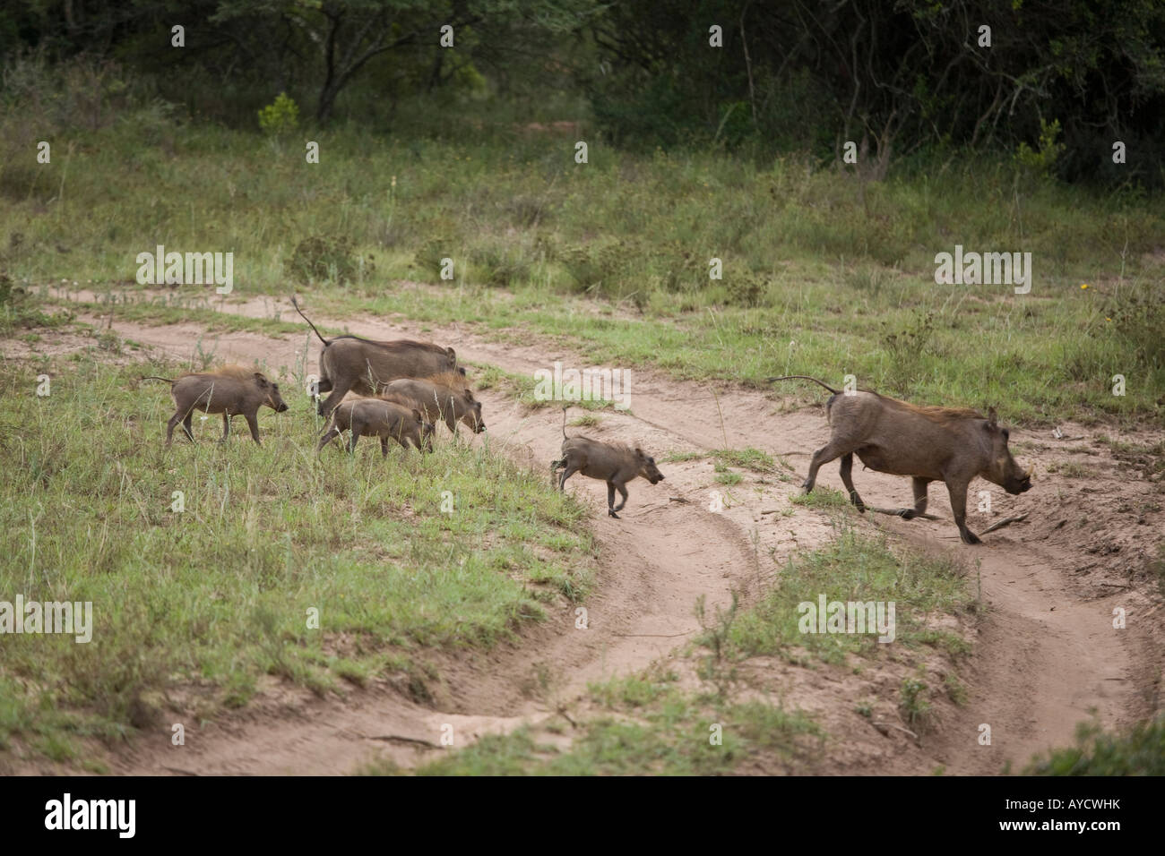 Family of warthogs crossing a tack, Scotia Game Reserve, South Africa Stock Photo