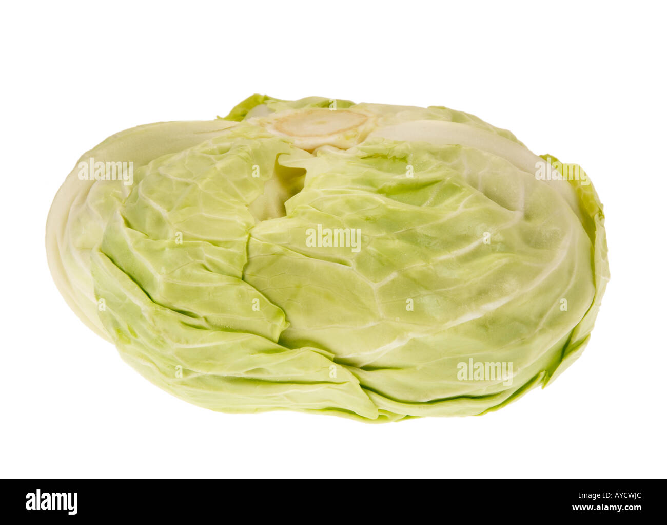 original primitive ancient ur archetypal german white cabbage fresh