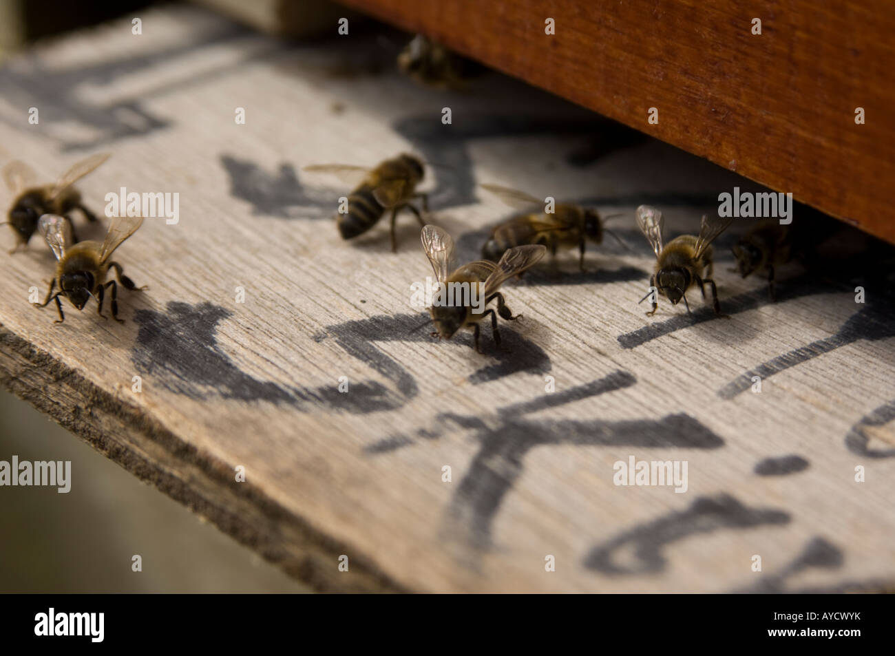 honey bees emerging from bee hive, doing a dance to guide other bees to the source of pollen, UK Stock Photo