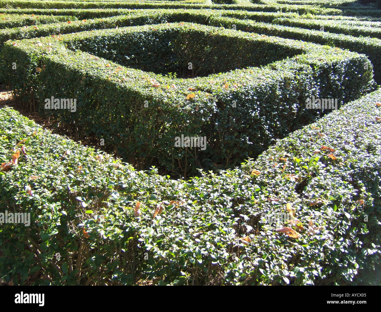 Privet Hedge Maze High Resolution Stock Photography and Images - Alamy