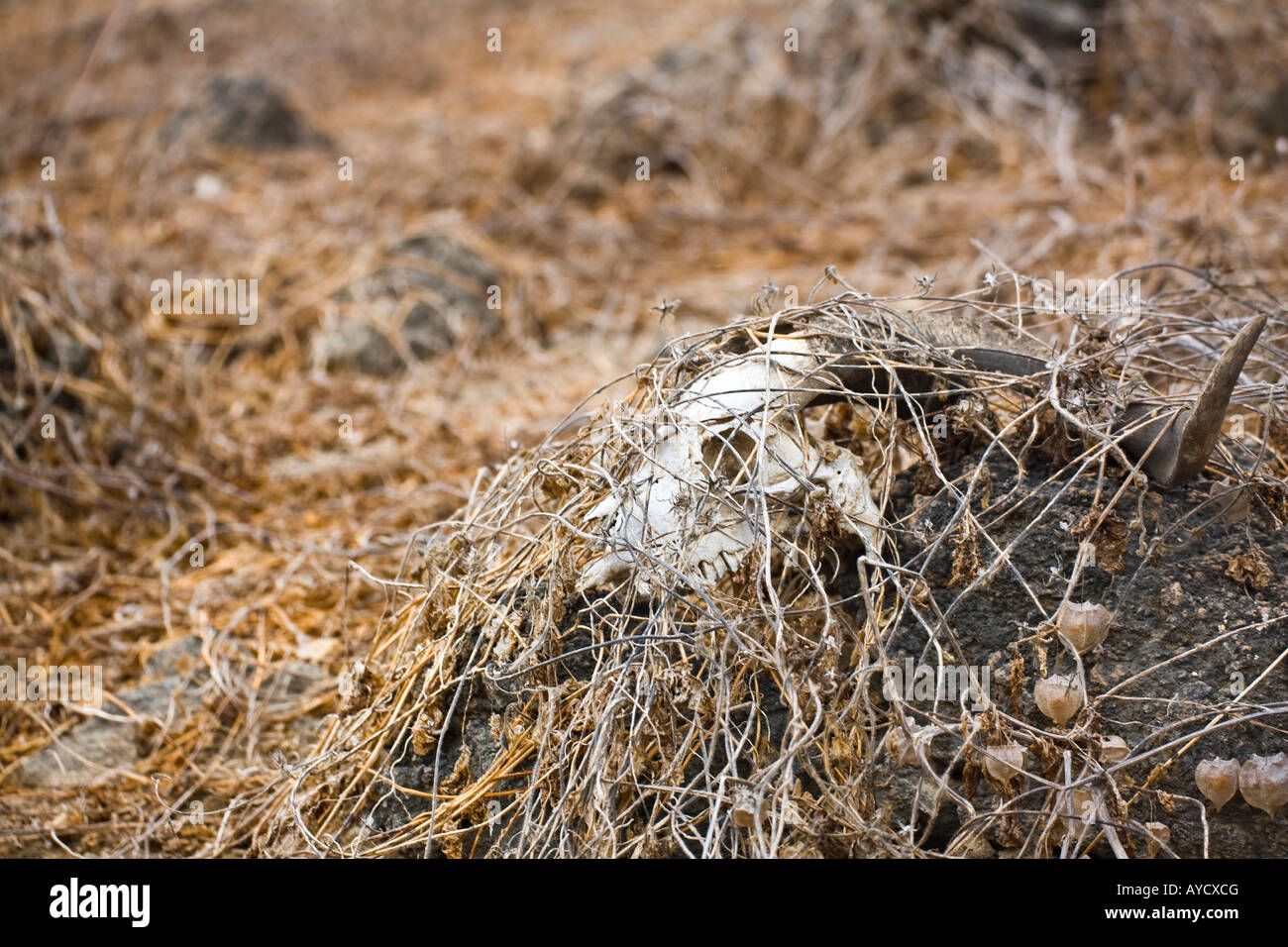 Goat skull with horns covered in dead vines on Isabela Stock Photo