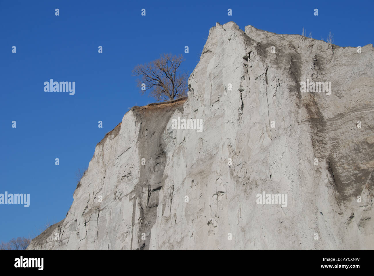 A tree perched on top of a crumbling, eroding Scarborough bluffs. Stock Photo