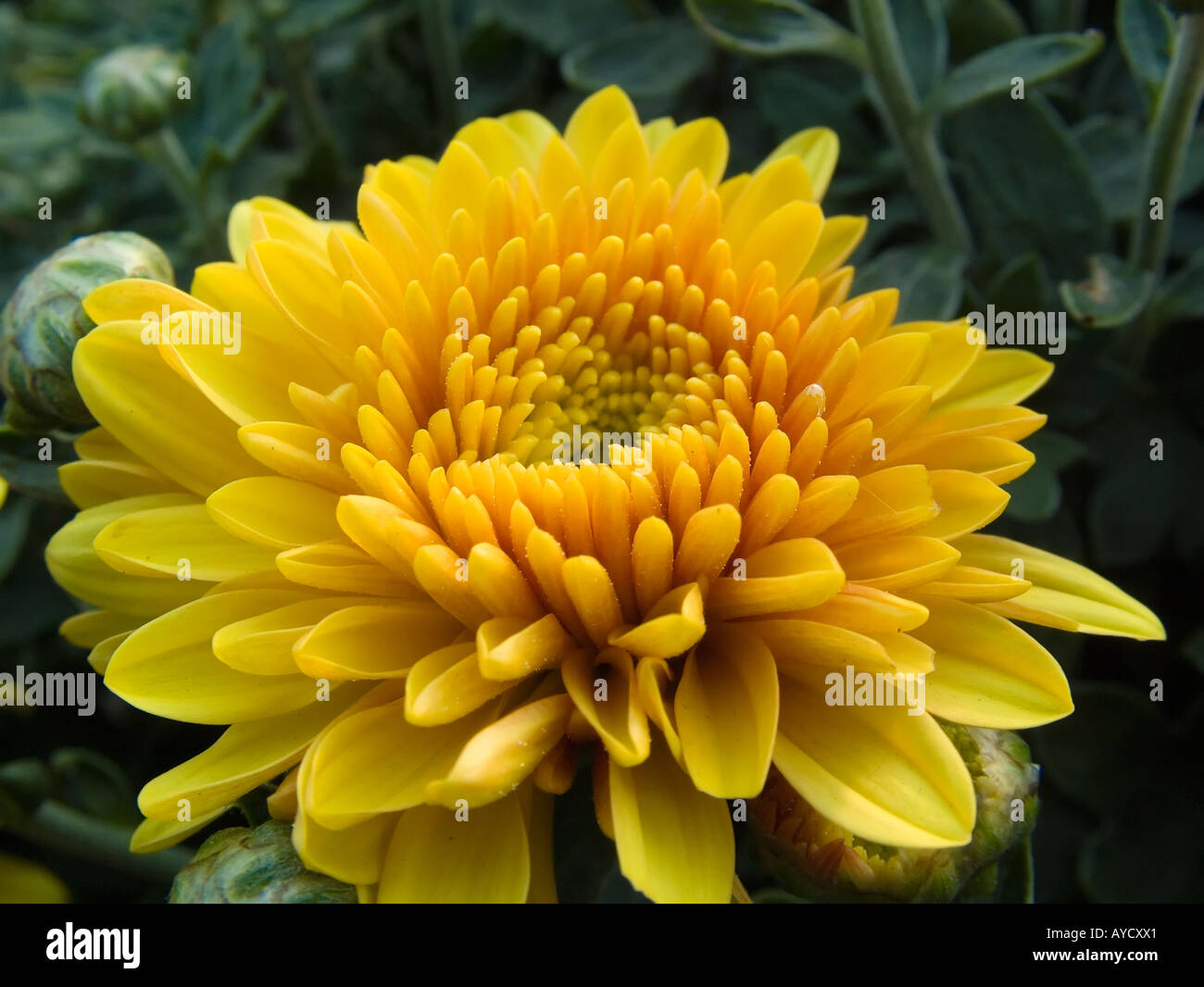 Chrysanthemum field china hi-res stock photography and images - Alamy