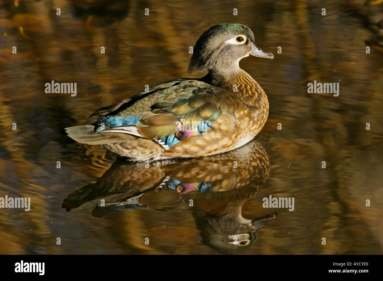 Portrait of wood duck female and reflection on pond Stock Photo - Alamy