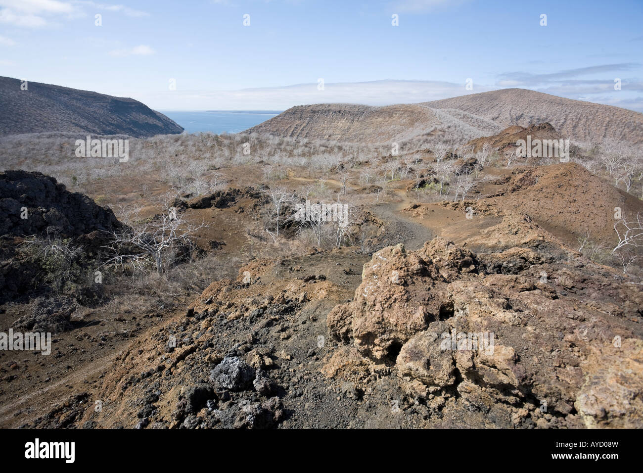 Landscape view over a deep bay with Palo Santo trees on the west coast of Isabela Stock Photo