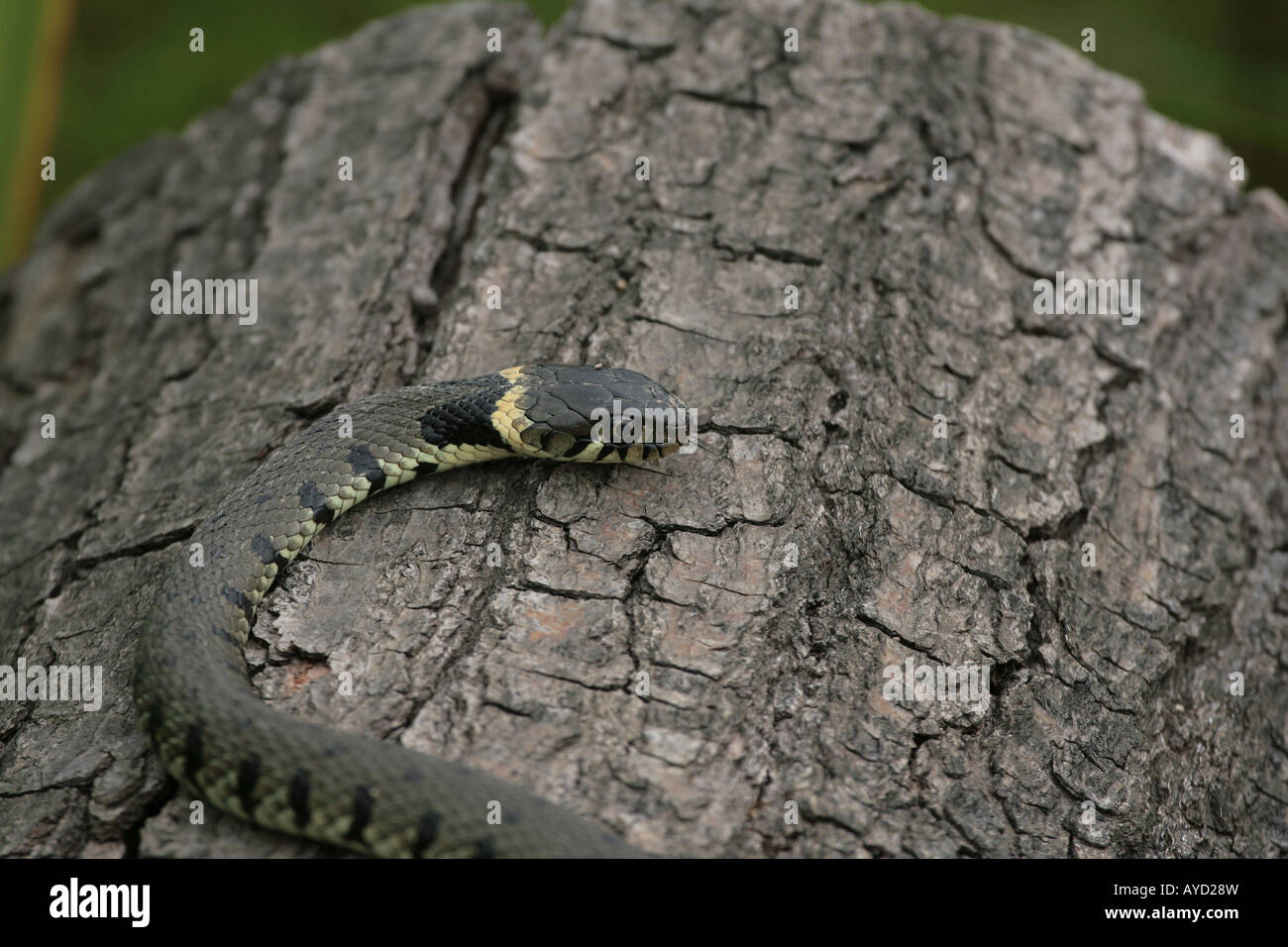 Grass snake Natrix natrix Stock Photo - Alamy