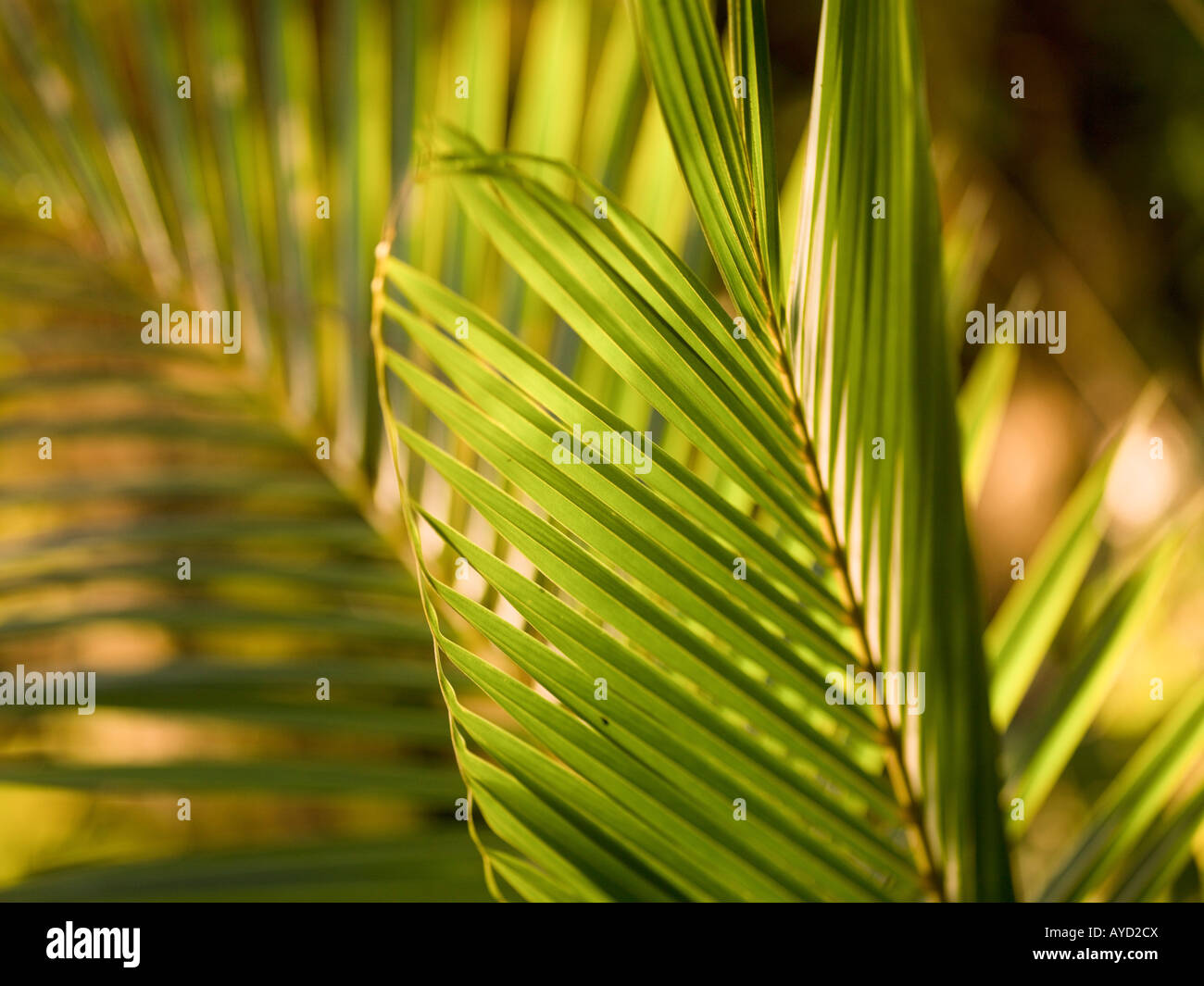 Palm Branches High Resolution Stock Photography and Images Alamy