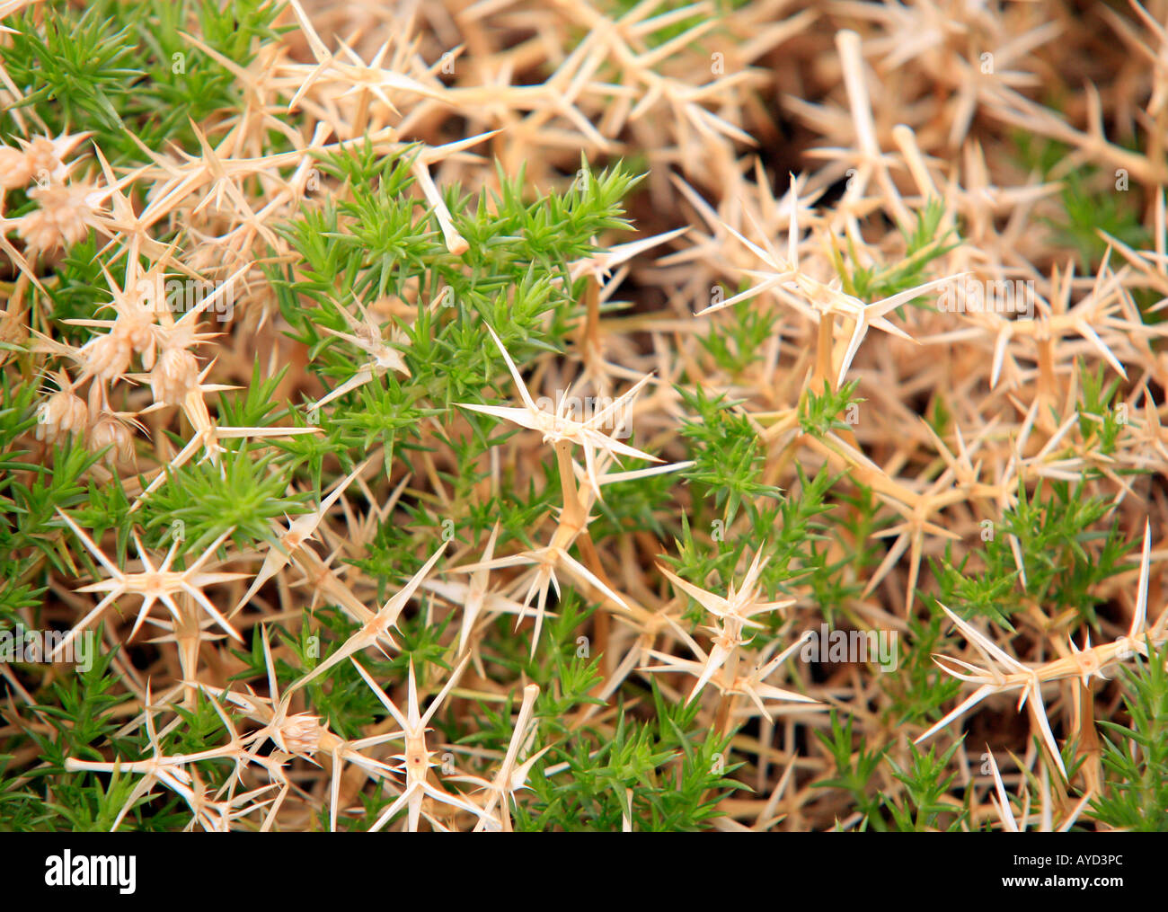 Thorny shrub hi res stock photography and images Alamy Thorny shrub hi res stock photography and images Alamy