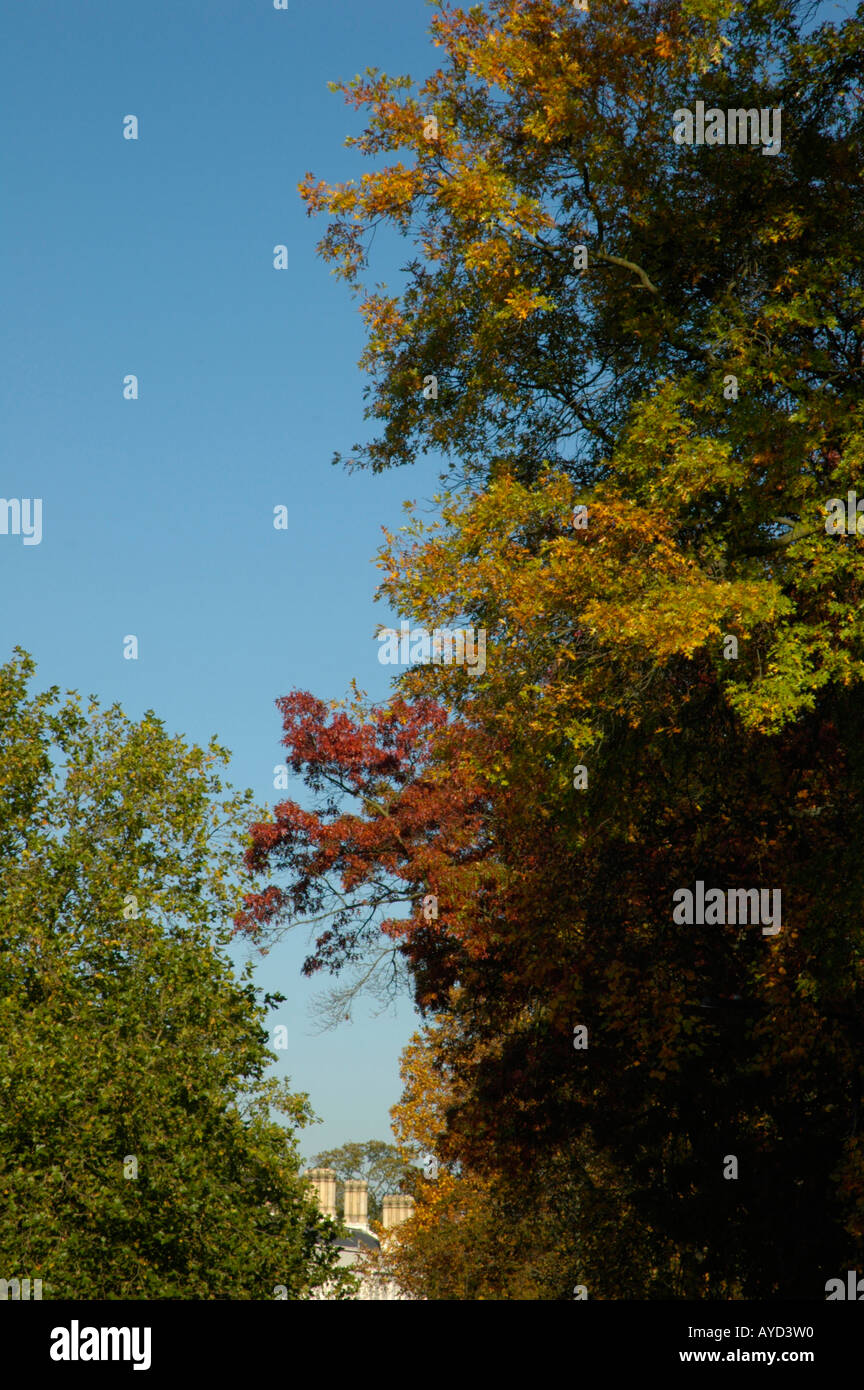 Autumn coloured trees with Dulwich old College in the distance Dulwich