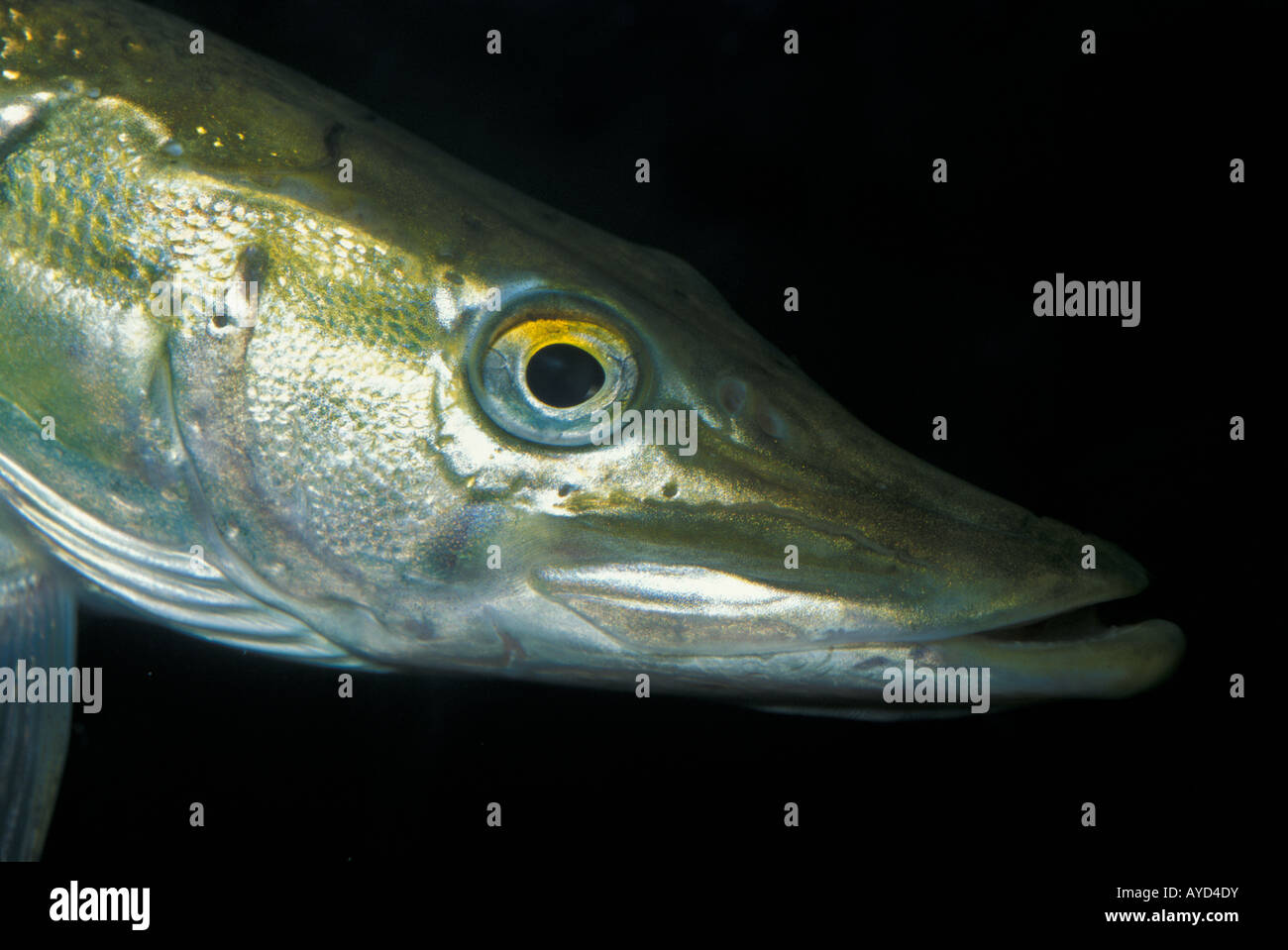 Esox lucius, pike fish, Esocidae Stock Photo