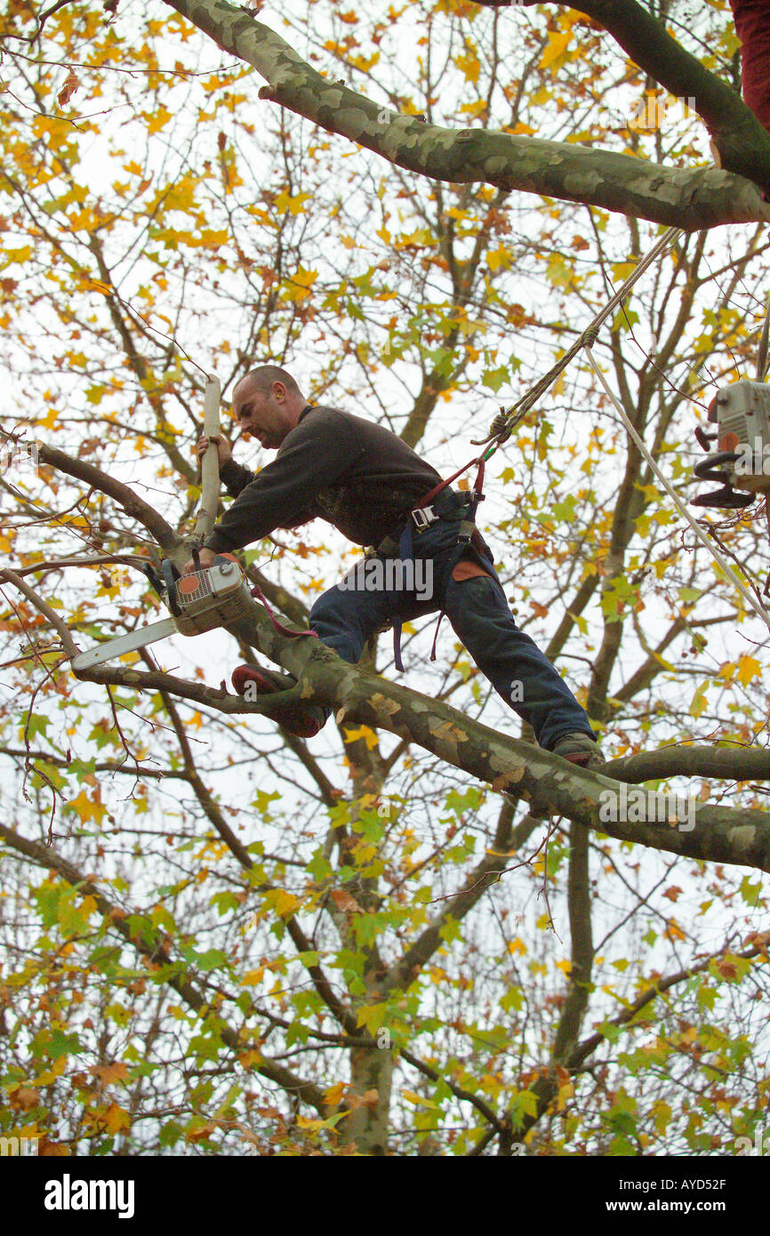 Tree surgeon trimming a tree Stock Photo