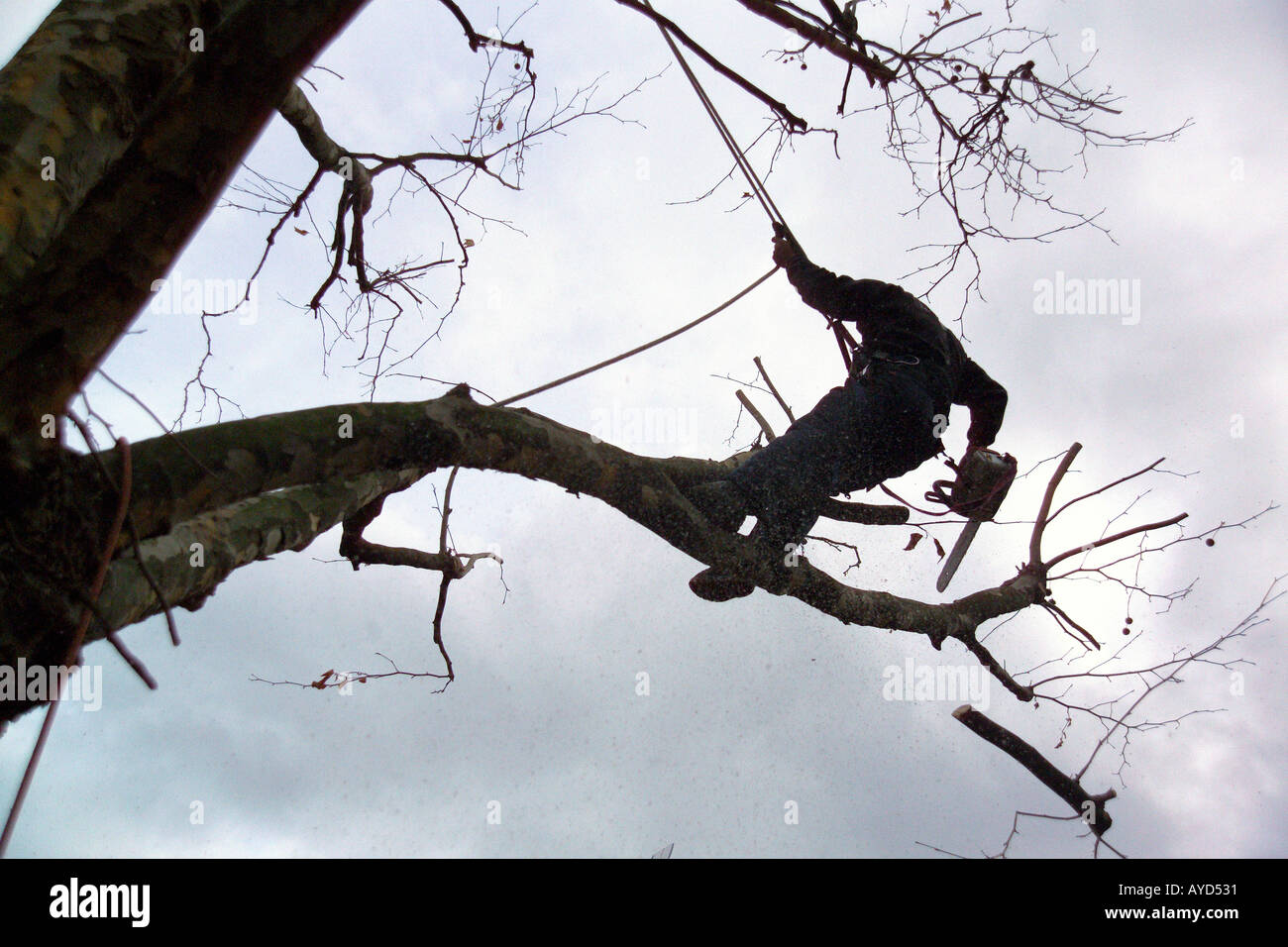 Tree surgeon trimming a tree Stock Photo - Alamy