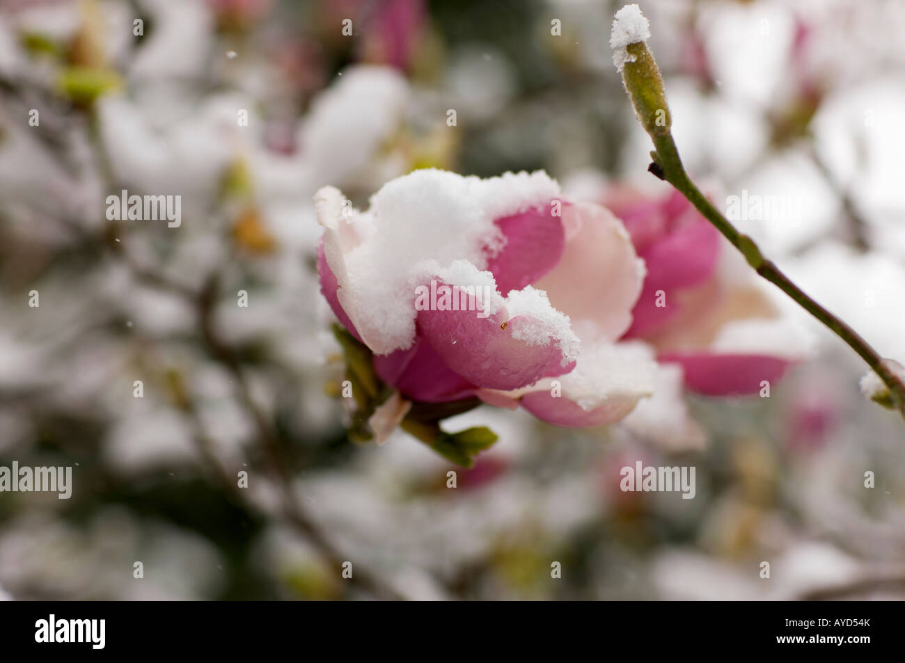 Pink Magnolia flowers covered in early Spring snow Stock Photo - Alamy